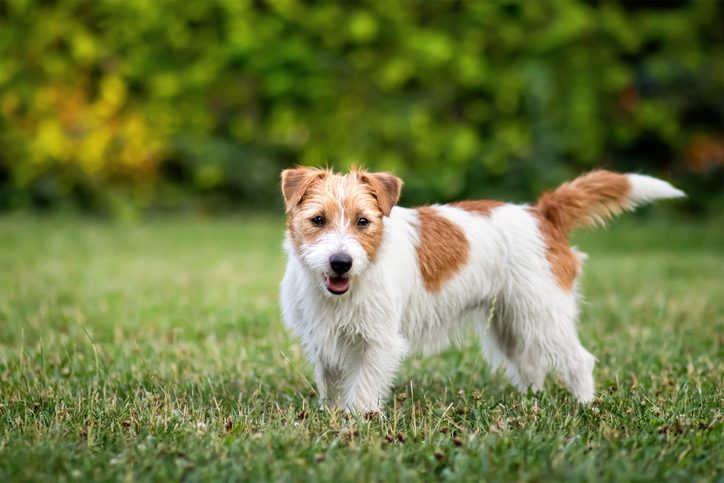 Jack russell terrier standing on grass