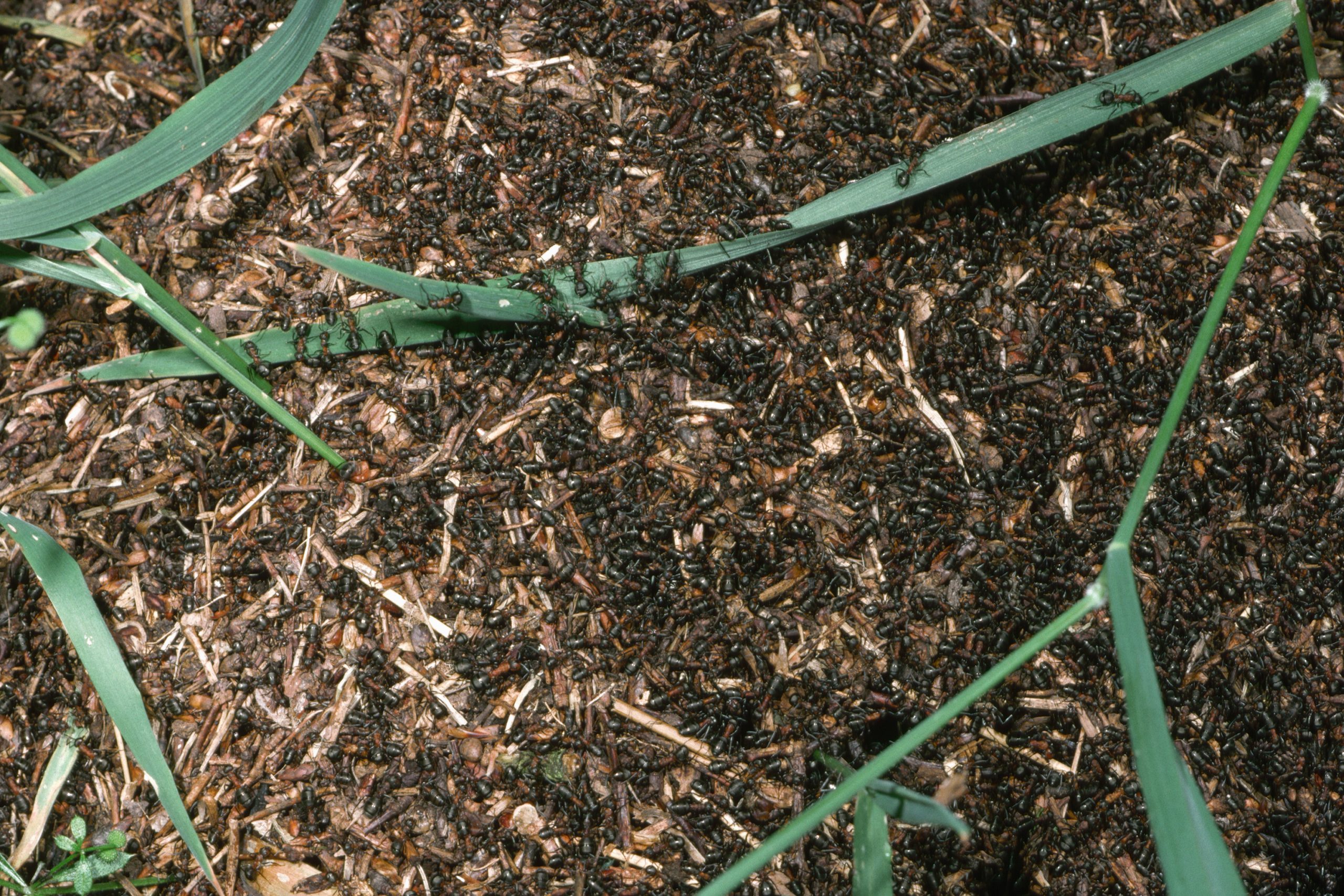 Colony of Wood Ants