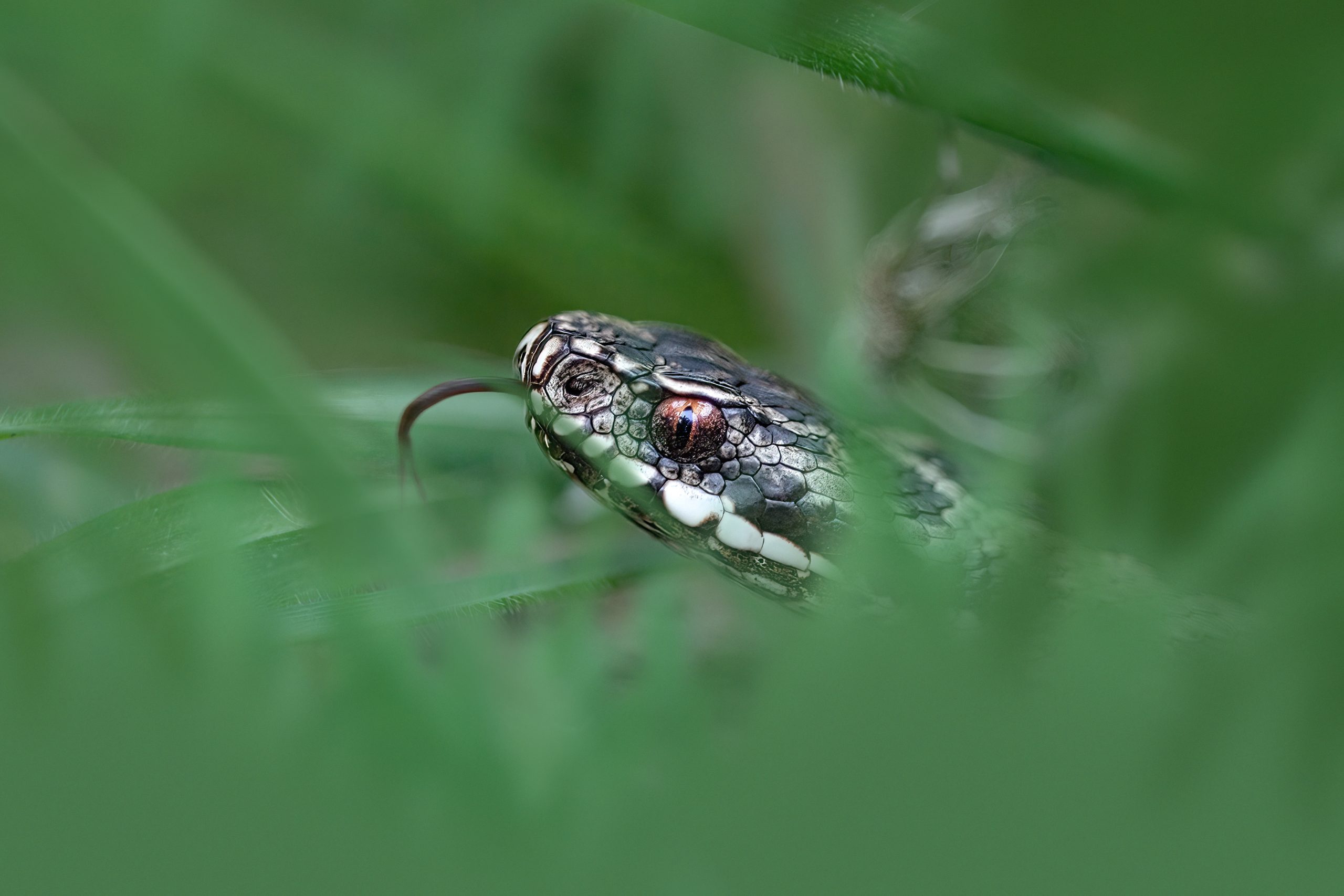 close-up of adder head