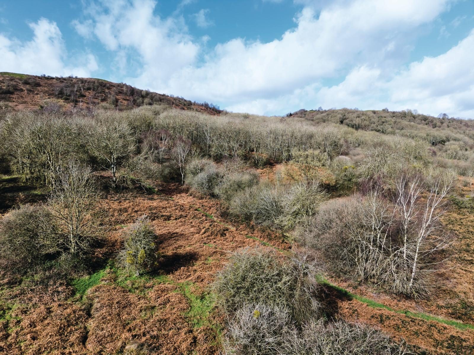 gorse and scrubland adder habitat