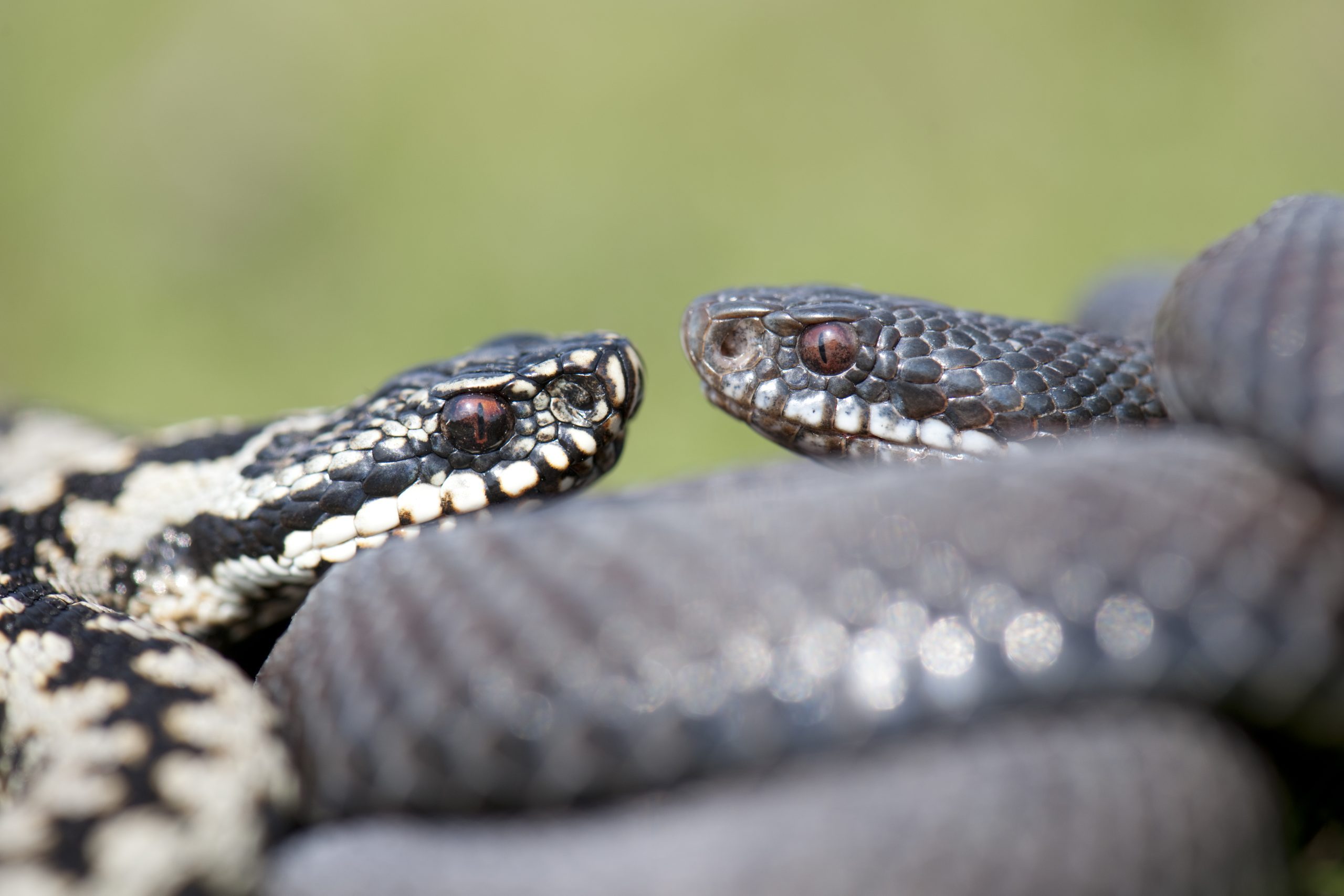 ADDER, VIPERA BERUS, COURTSHIP, THE SOUTH DOWNS NATIONAL PARK,UK