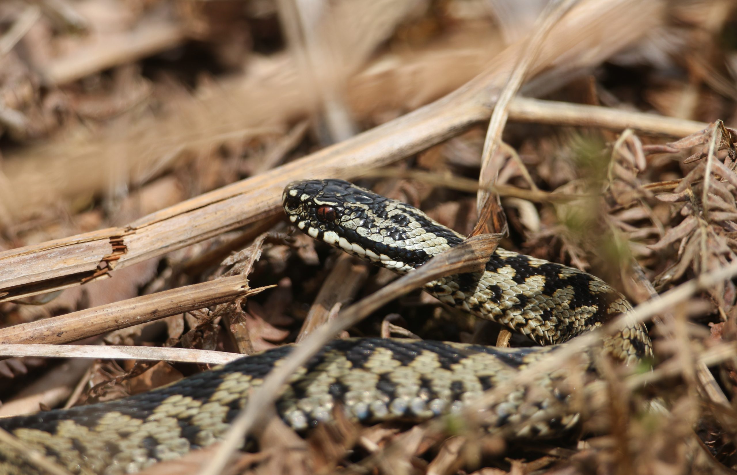 A beautiful Adder, Vipera berus, just out of Hibernation warming itself amongst the bracken in spring in a woodland clearing.