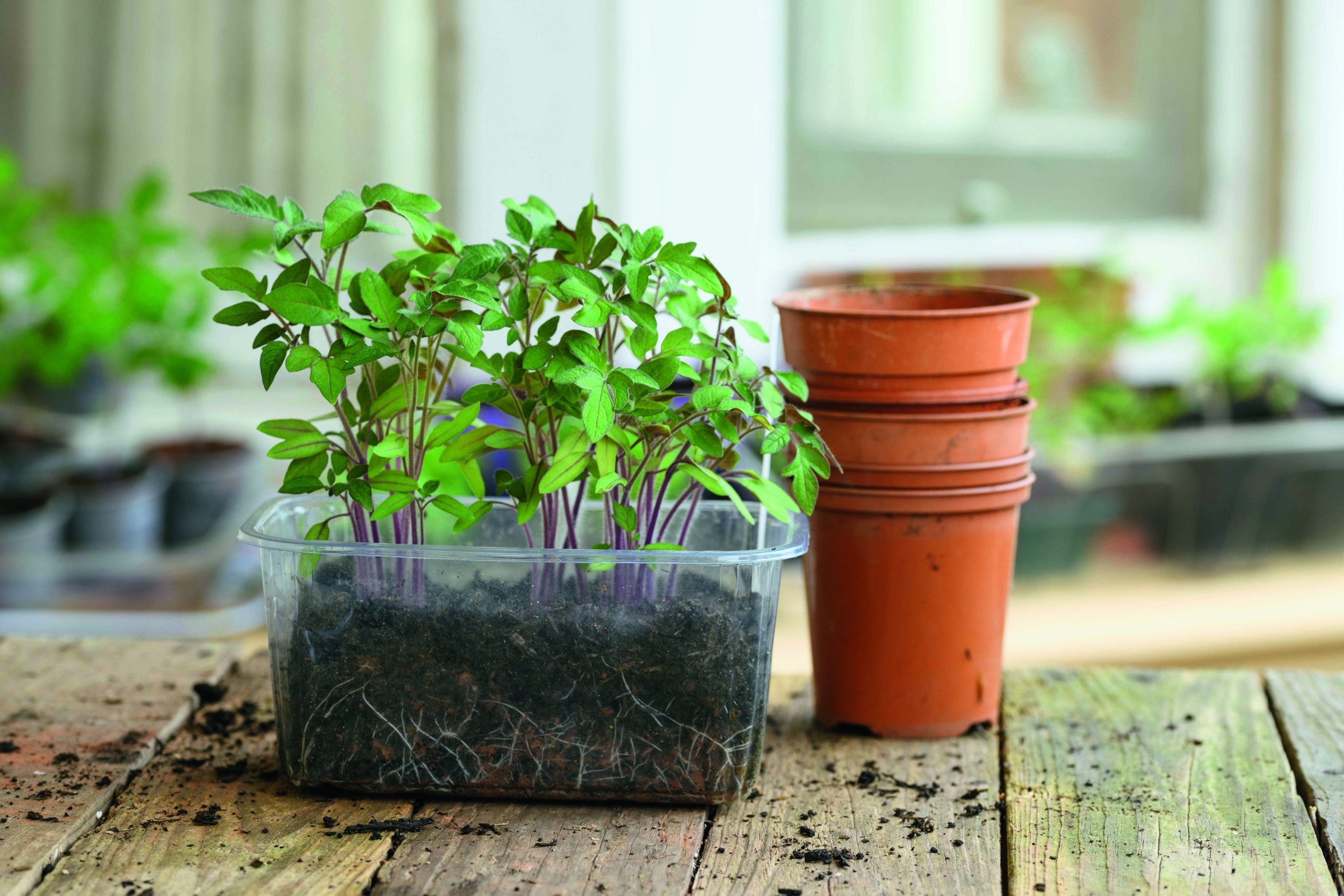 tomato plant