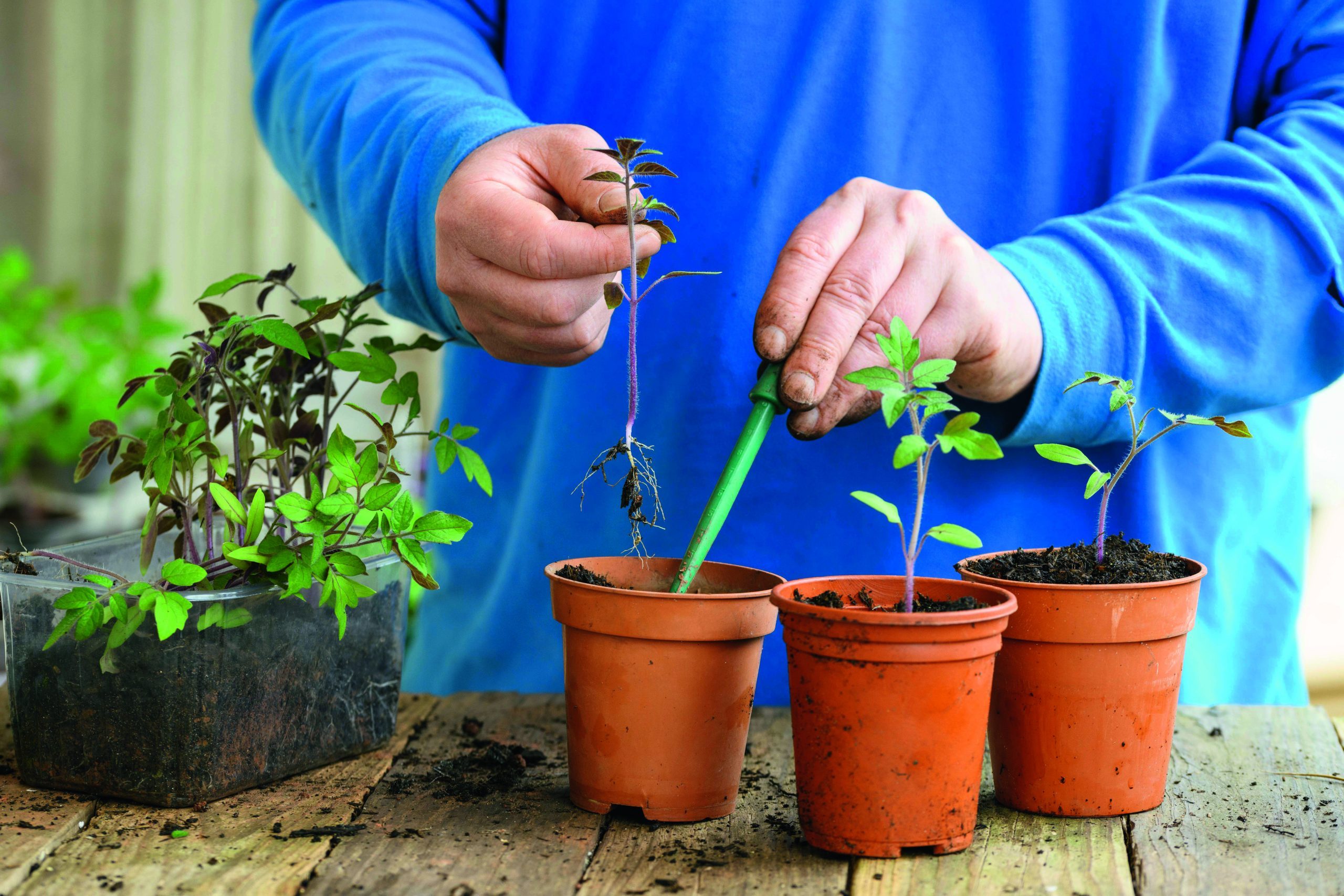 tomato plants potting