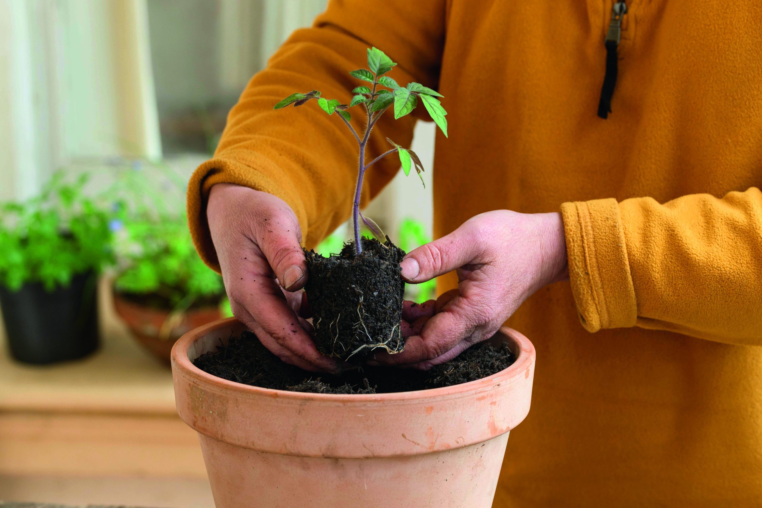 tomato in pot