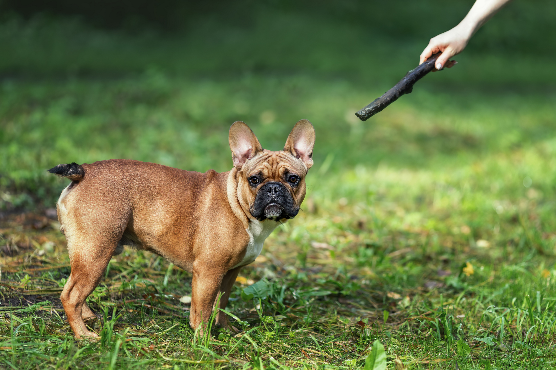 A dog ignoring a stick in front of its face