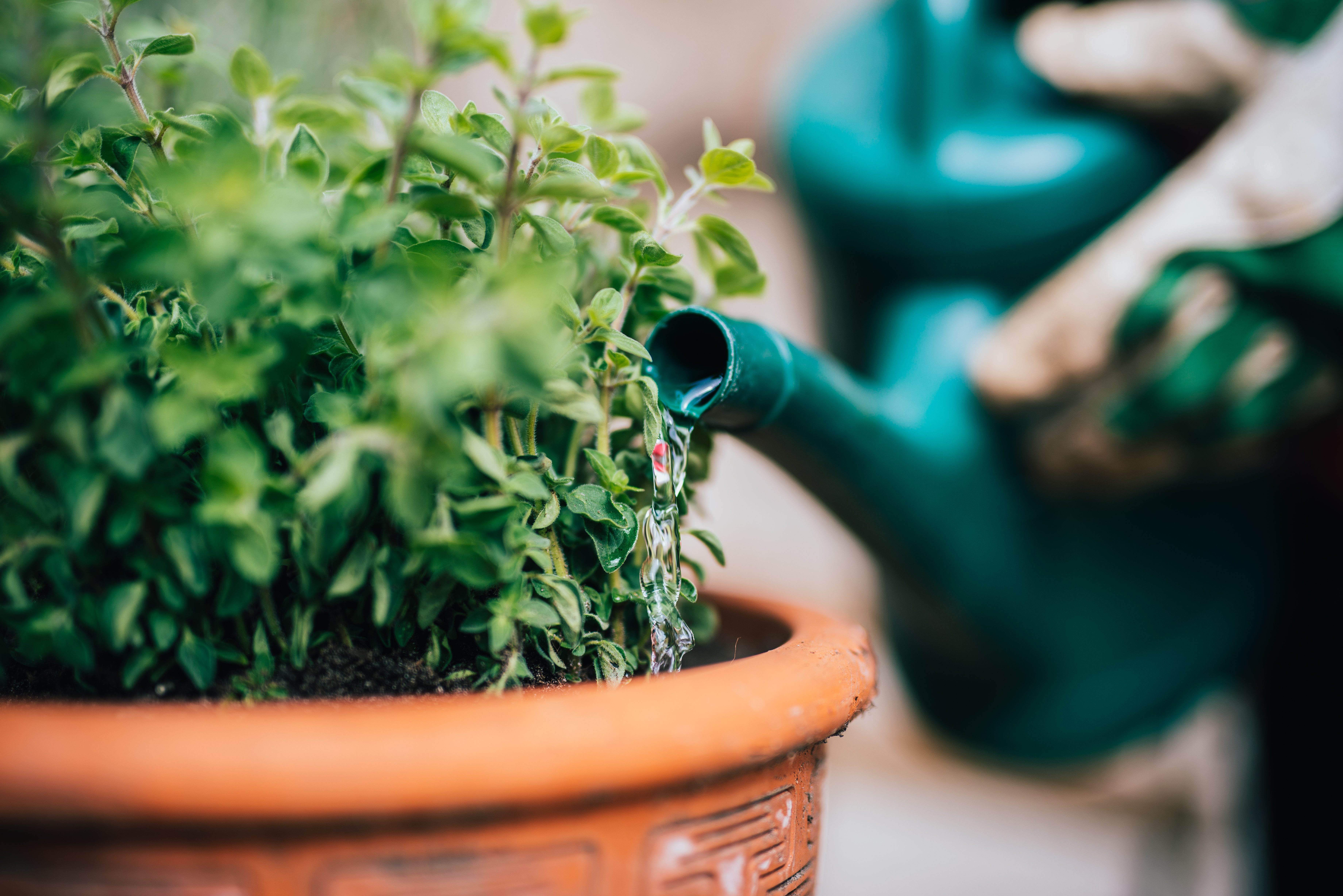 Watering plants in pot Watering plants in pot