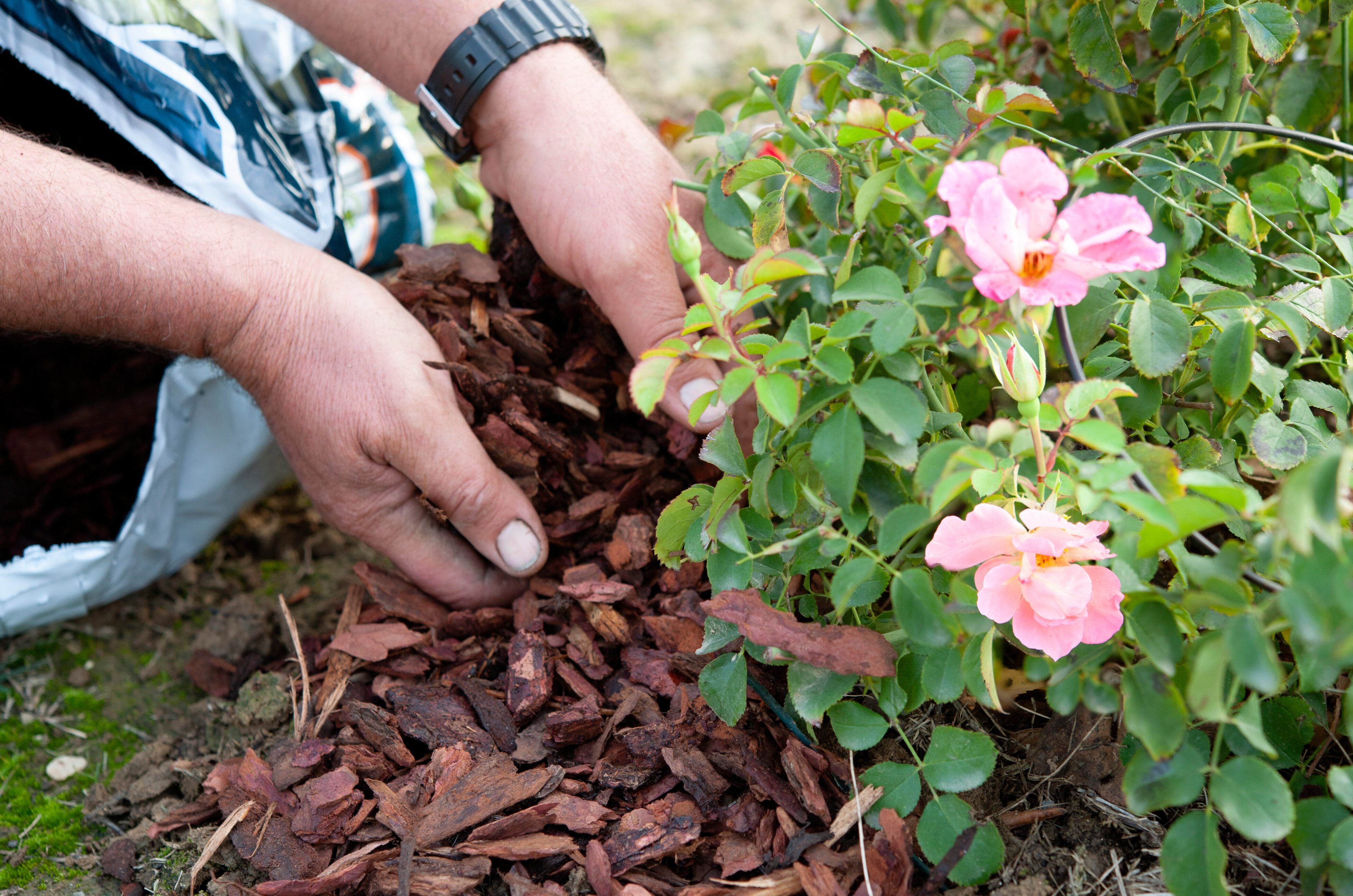 Garden mulch Gardener uses the pine bark to mulch a rose bush
