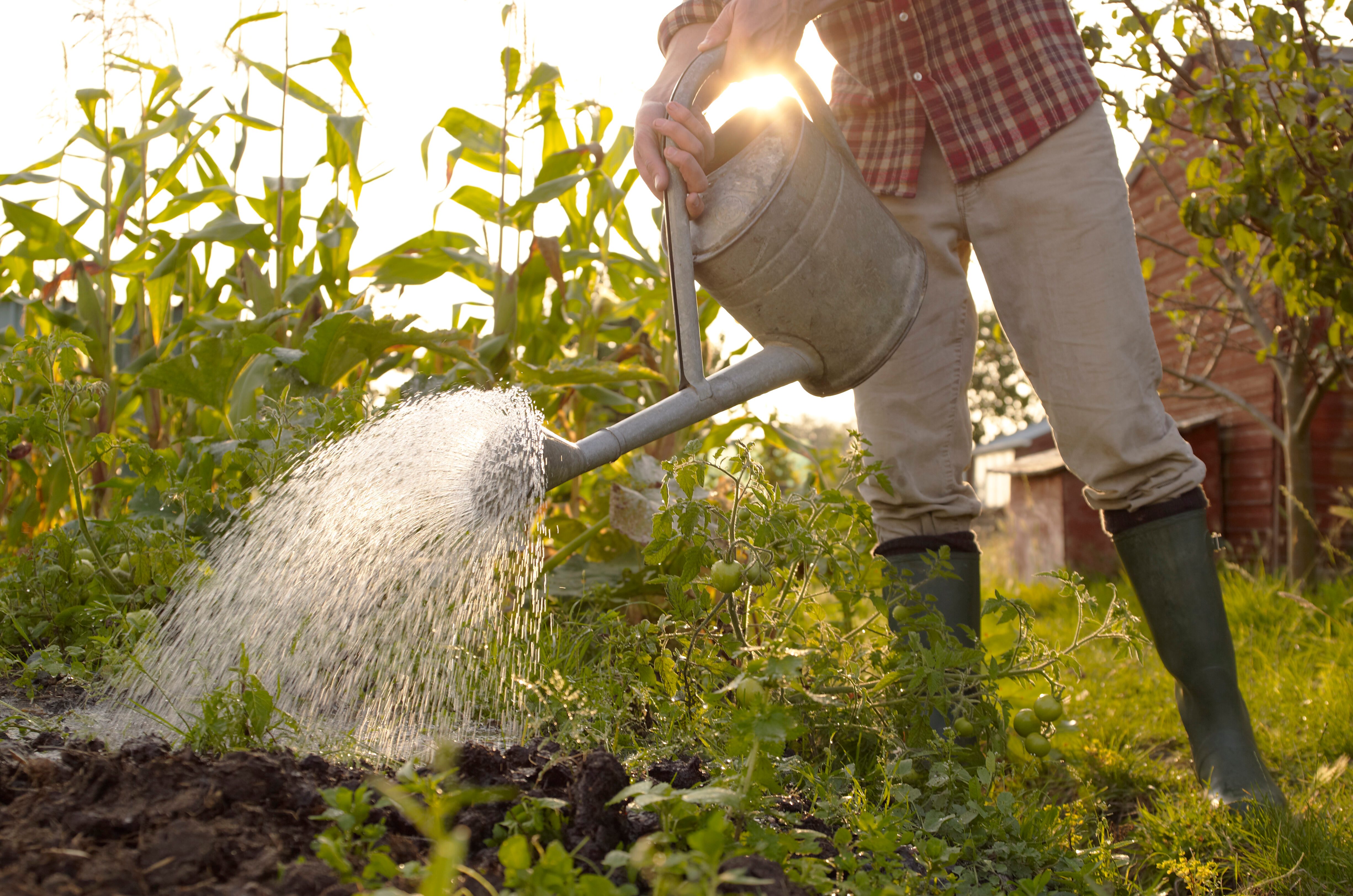 Watering plants Man watering plants in allotment