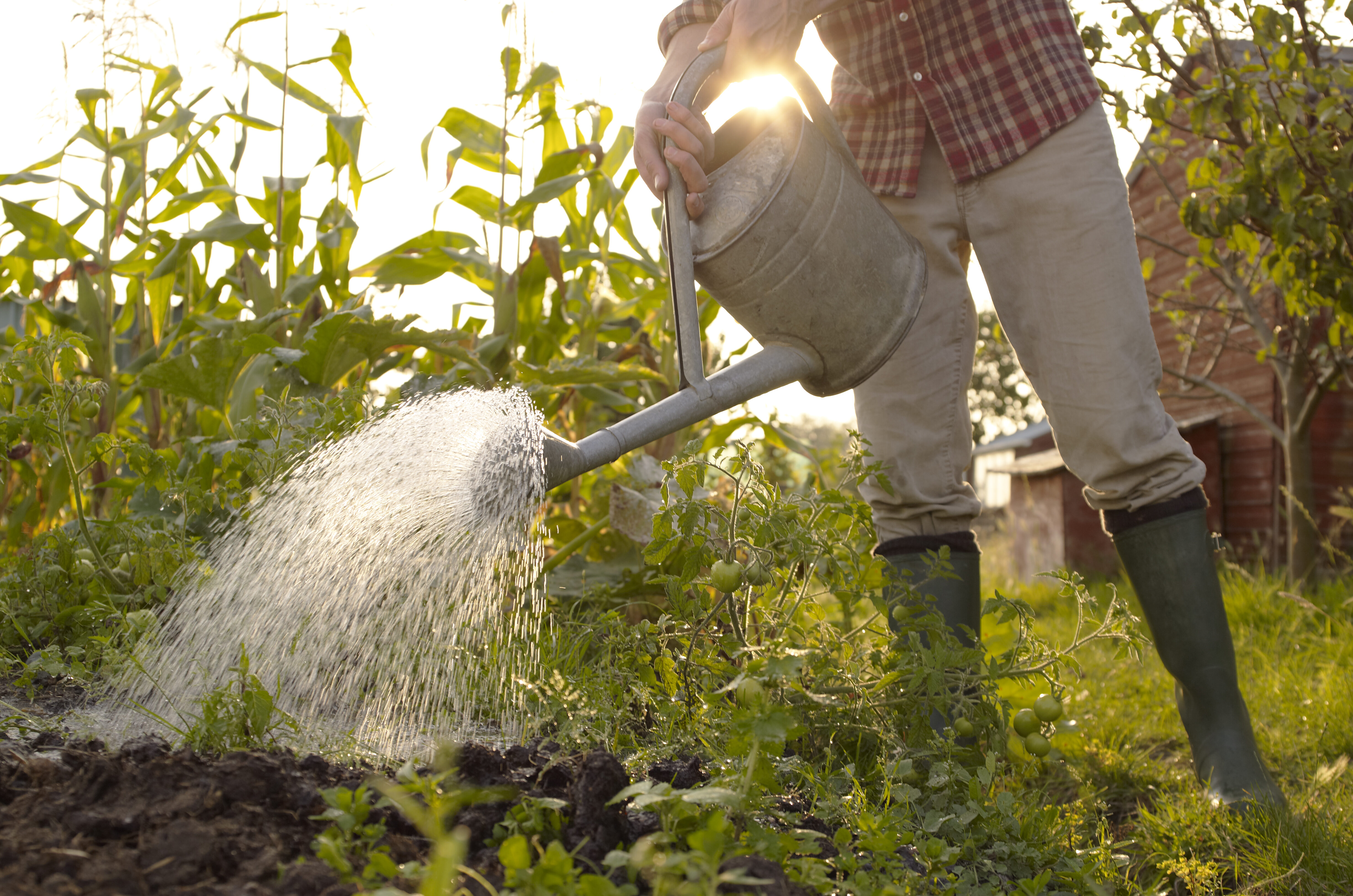 Watering plants Man watering plants in allotment