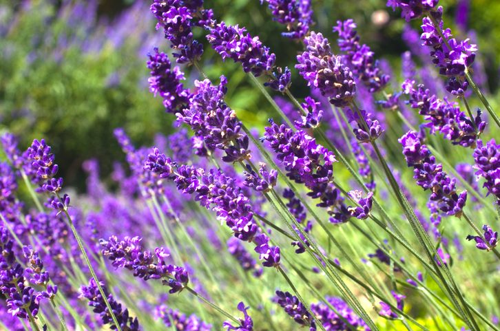 Lavender Purple lavender