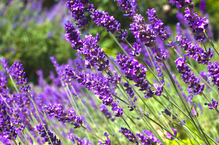 Lavender Purple lavender