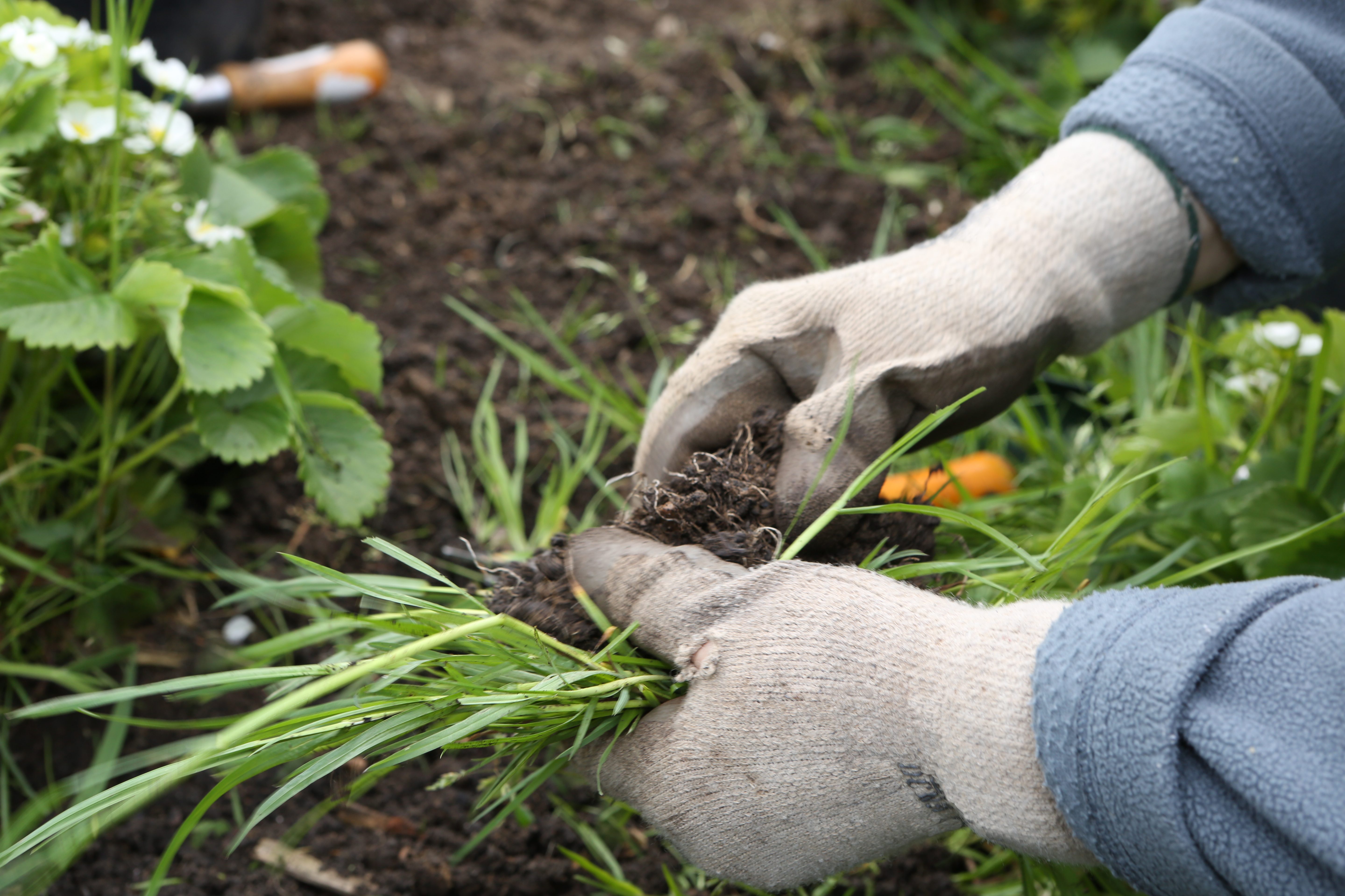 Agricultural worker weeding crops Agricultural worker weeding crops