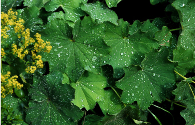 Common lady's mantle