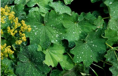 Common lady's mantle