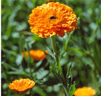 Heilkraeuter, Ringelblume, Gartenringelblume, Garten-Ringelblume| medicinal herb, Calendula officinalis, pot marigold, ruddles, common marigold, garden marigold, English marigold,Scottish marigold