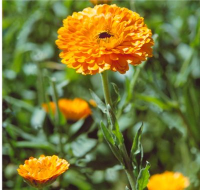 Heilkraeuter, Ringelblume, Gartenringelblume, Garten-Ringelblume| medicinal herb, Calendula officinalis, pot marigold, ruddles, common marigold, garden marigold, English marigold,Scottish marigold