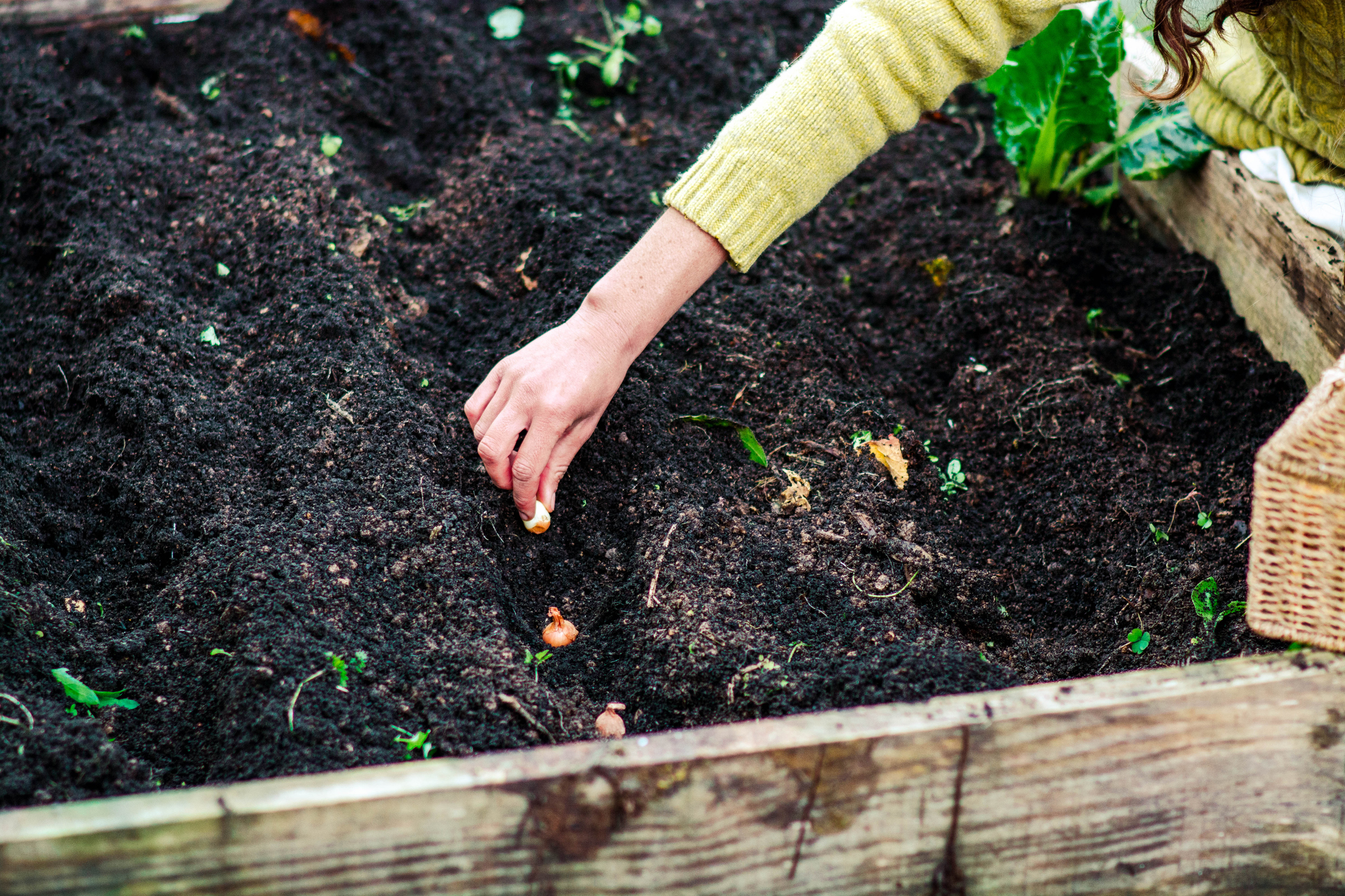 A person planting bulbs in their garden