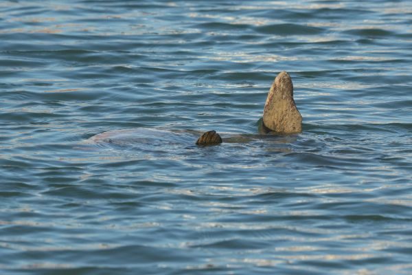 sunfish