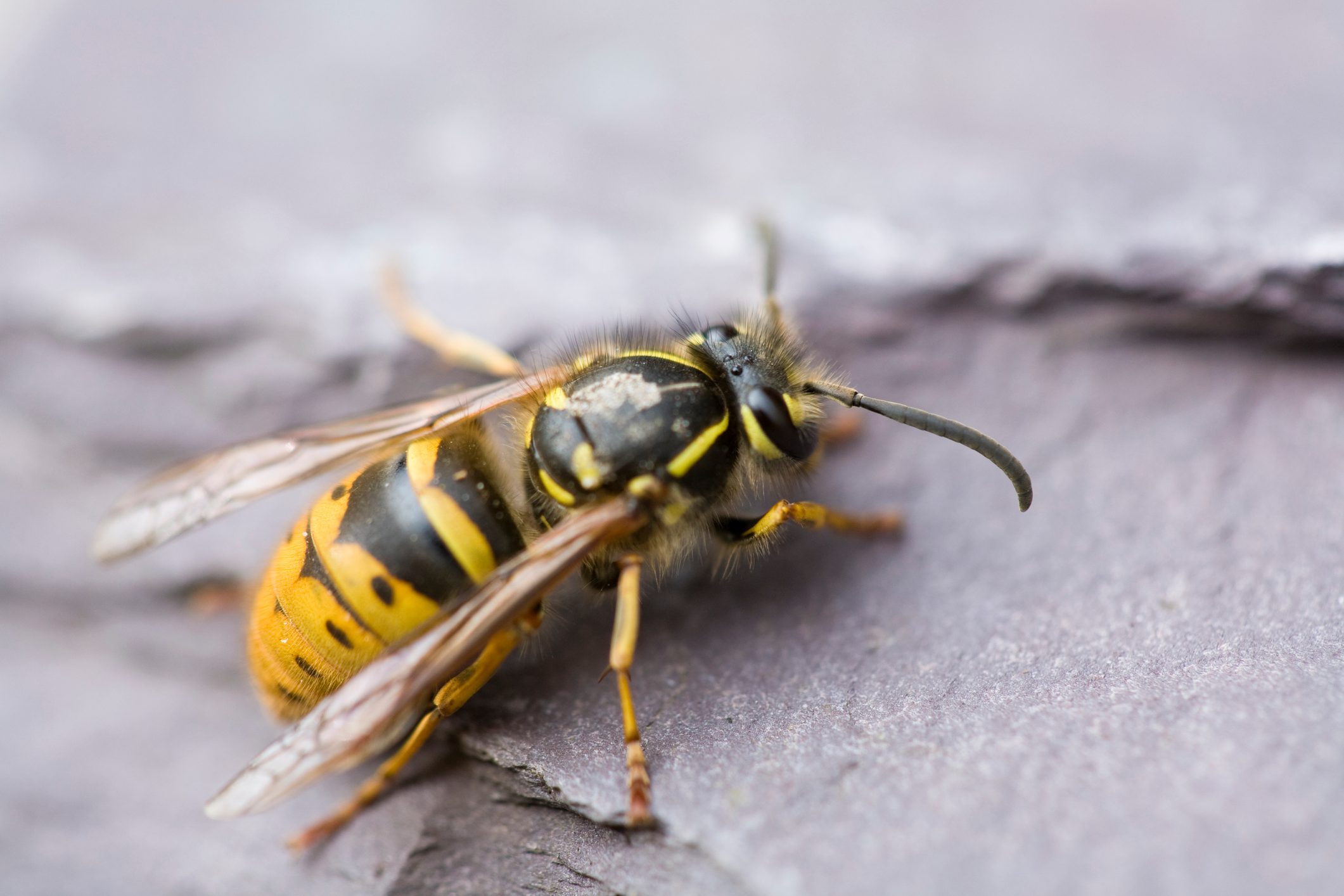 Common Wasp Close up shot of a common wasp crawling over a piece of slate on a spring morning