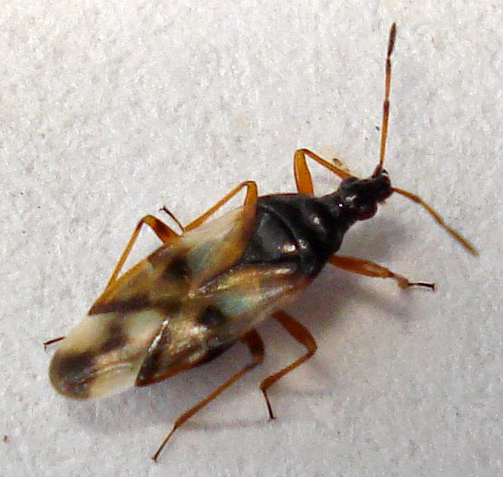 Flower Bug Anthocoris nemorum Flower Bug, or Anthocoris nemorum./Credit: Mick Talbot, via Flickr. CC by 2.0