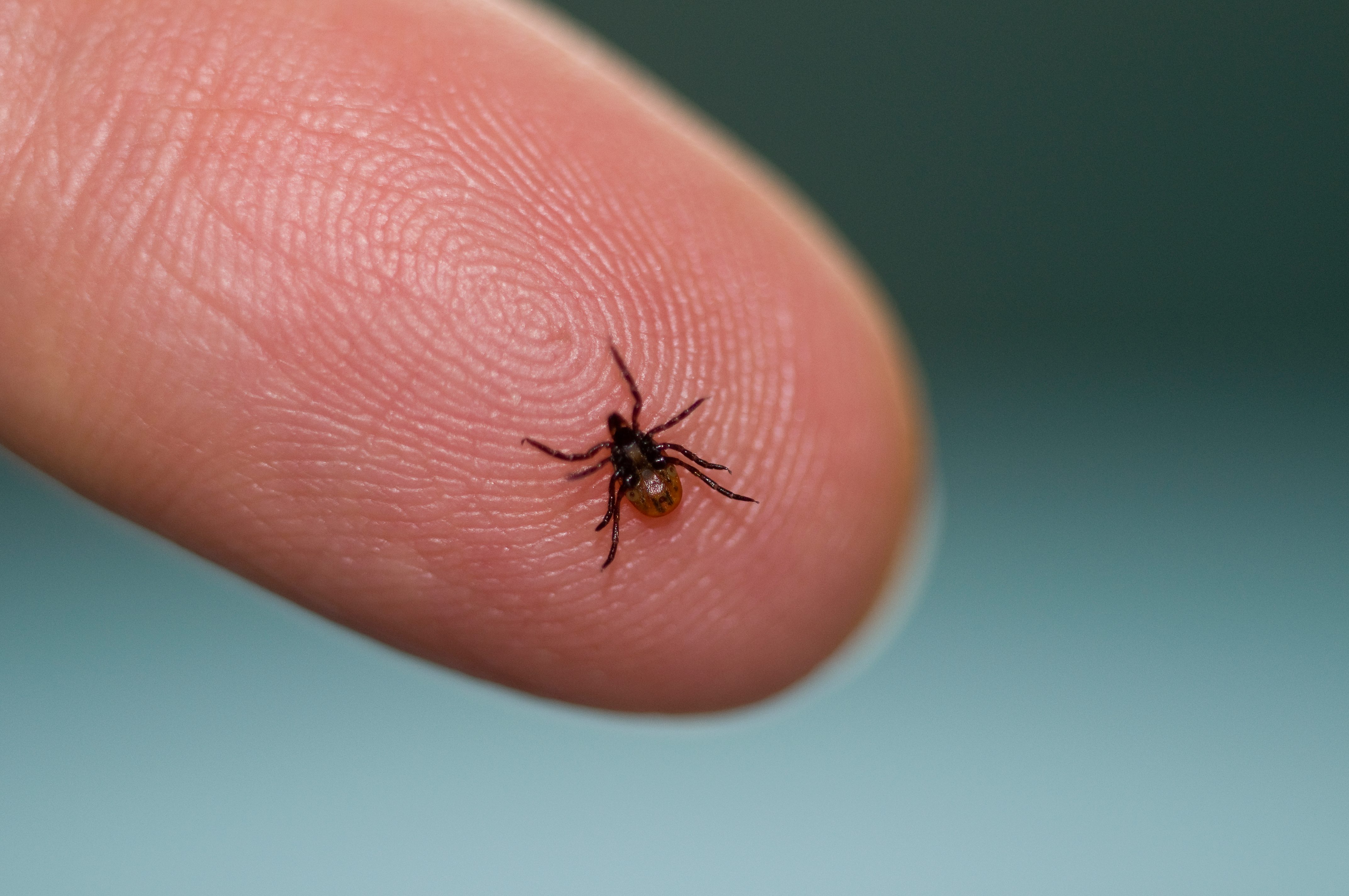 A deer tick on a fingertip
