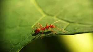 red-ant-on-leaf red ant on leaf