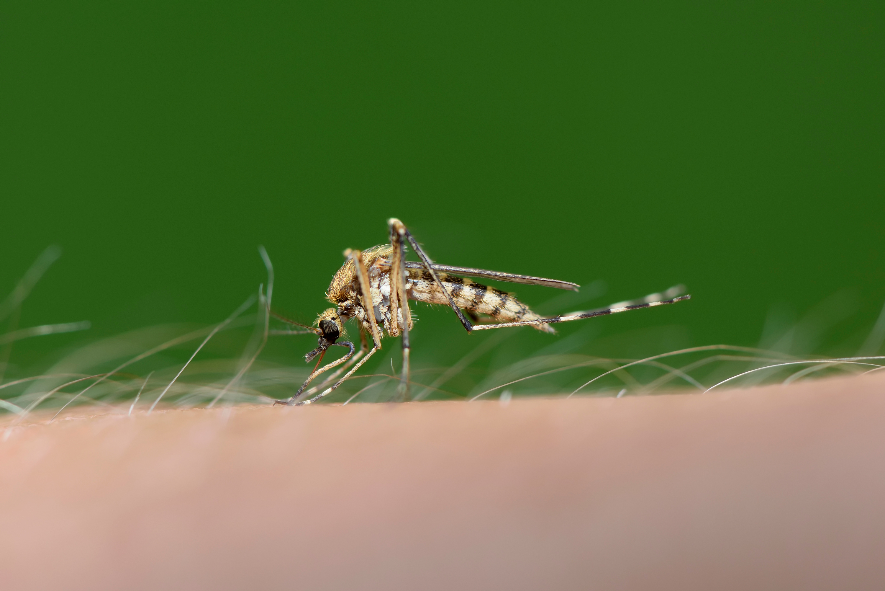 Biting mosquito