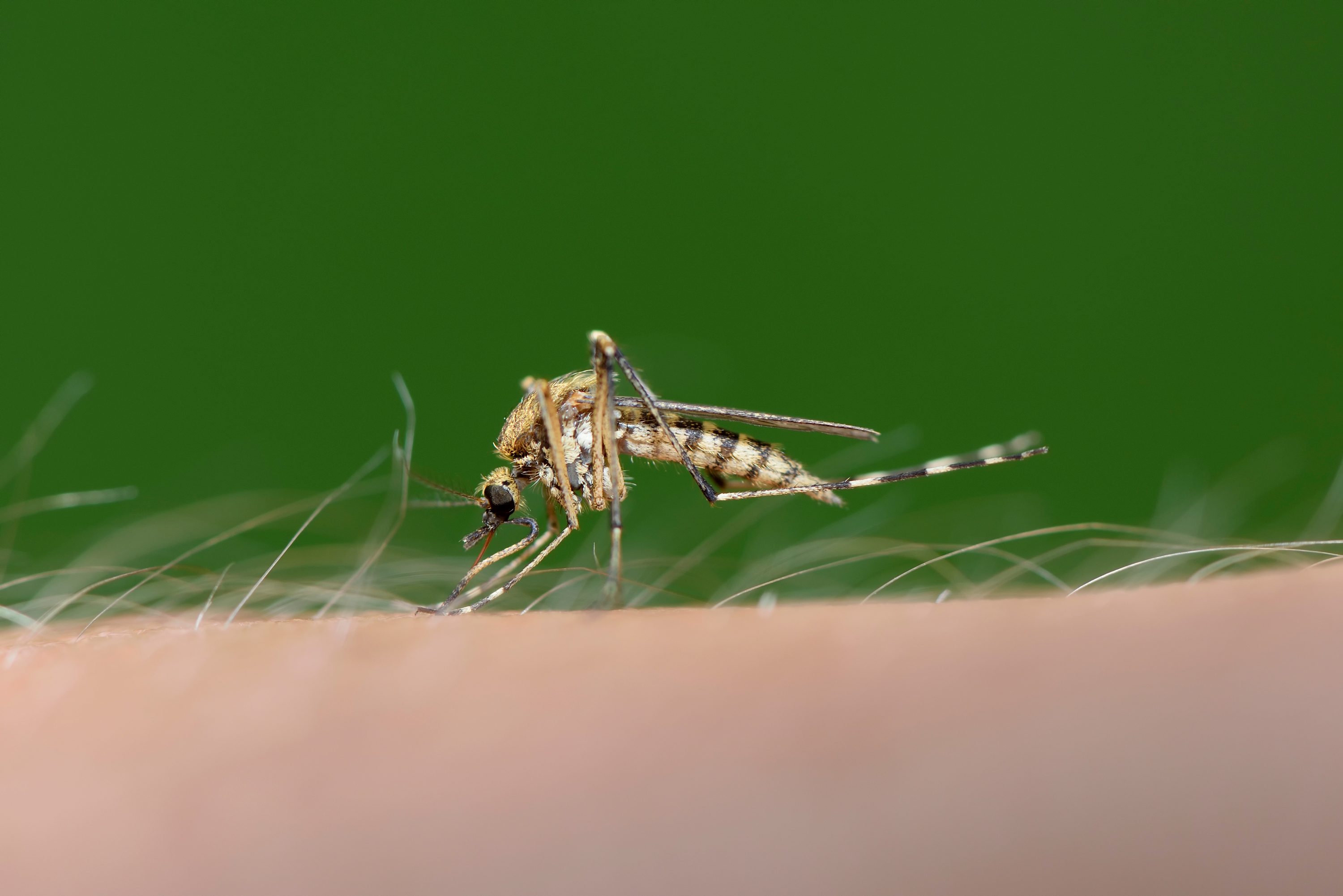 mosquito Biting mosquito