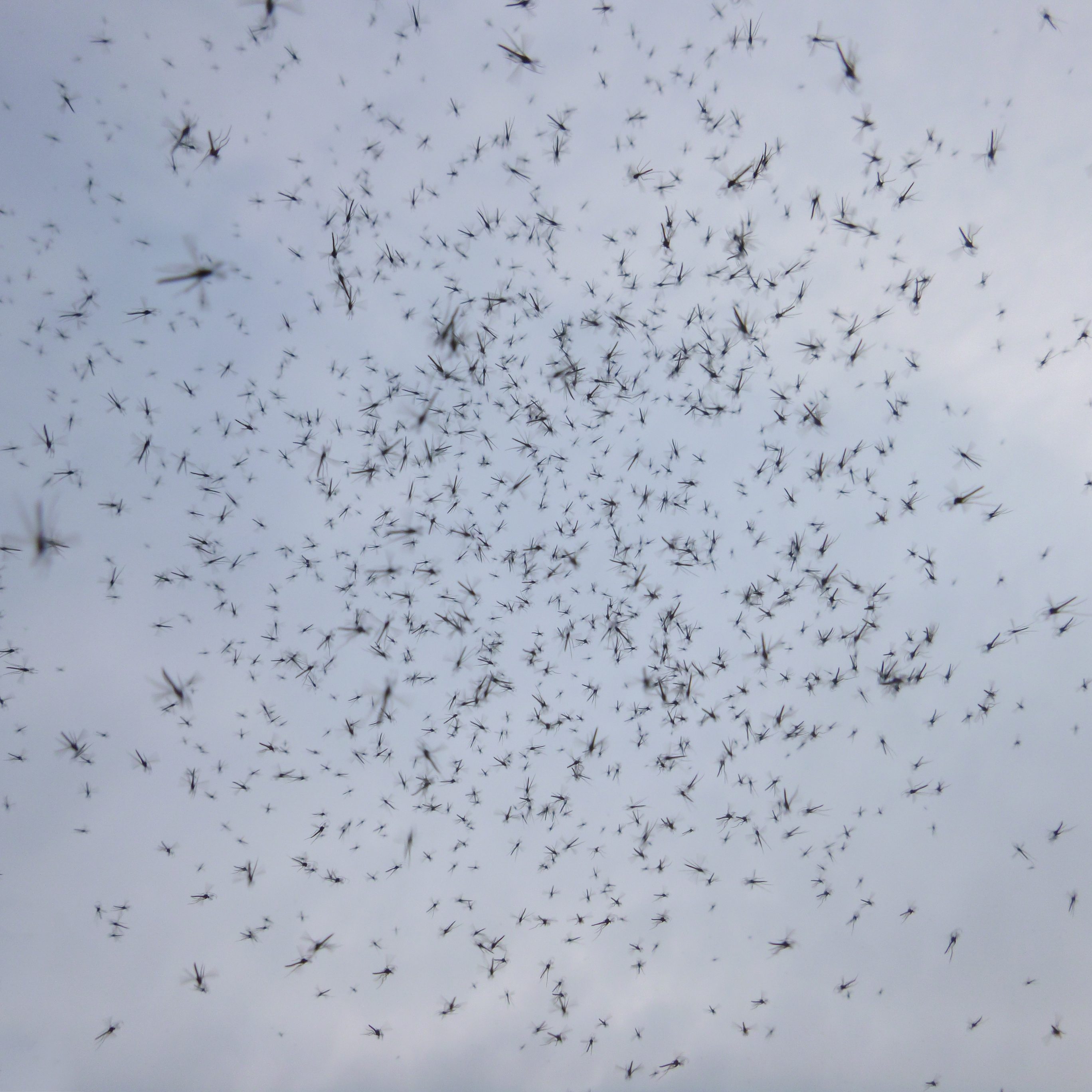 swarm of midges