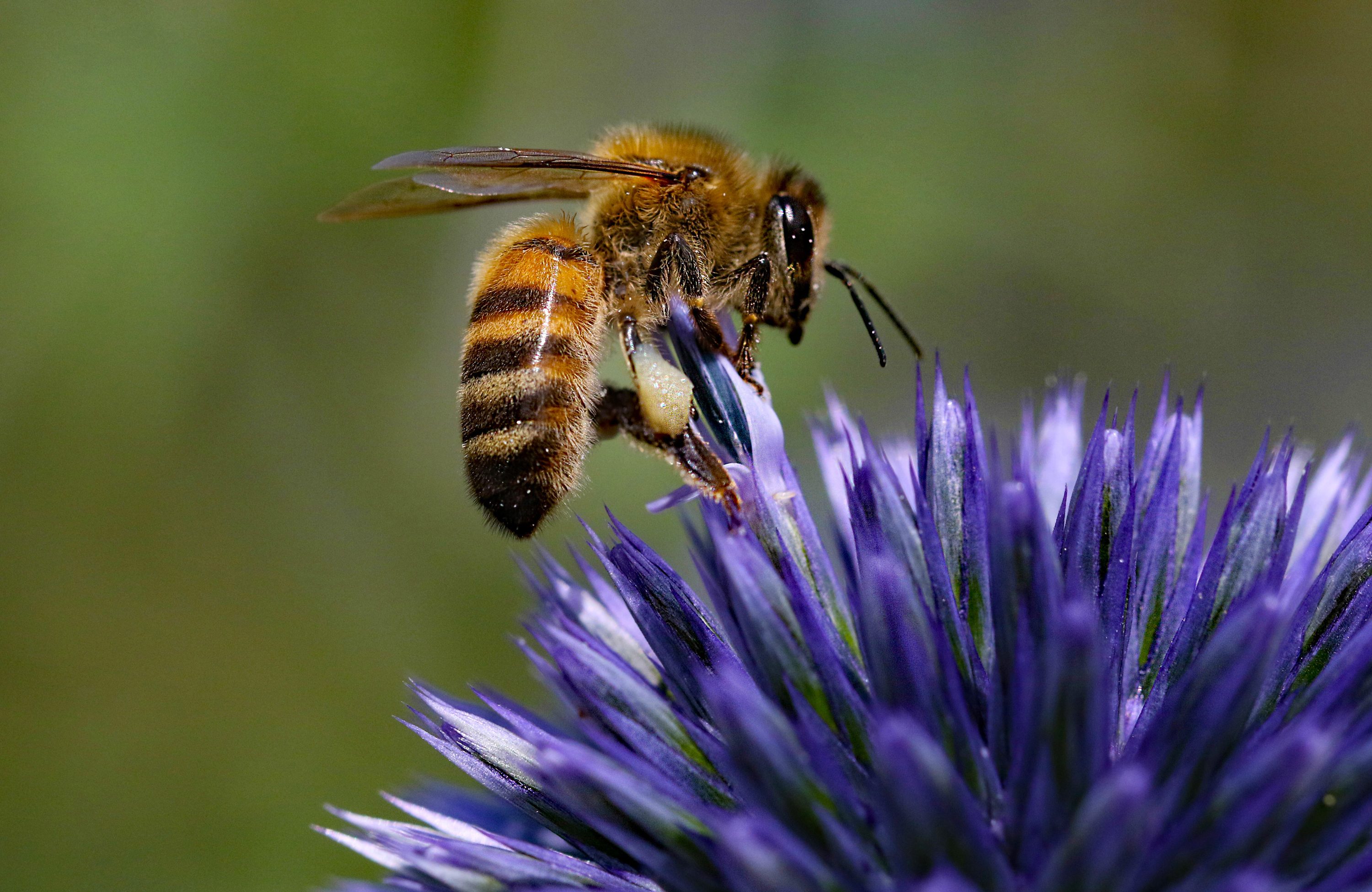 Honey bee on Echinop Thistle