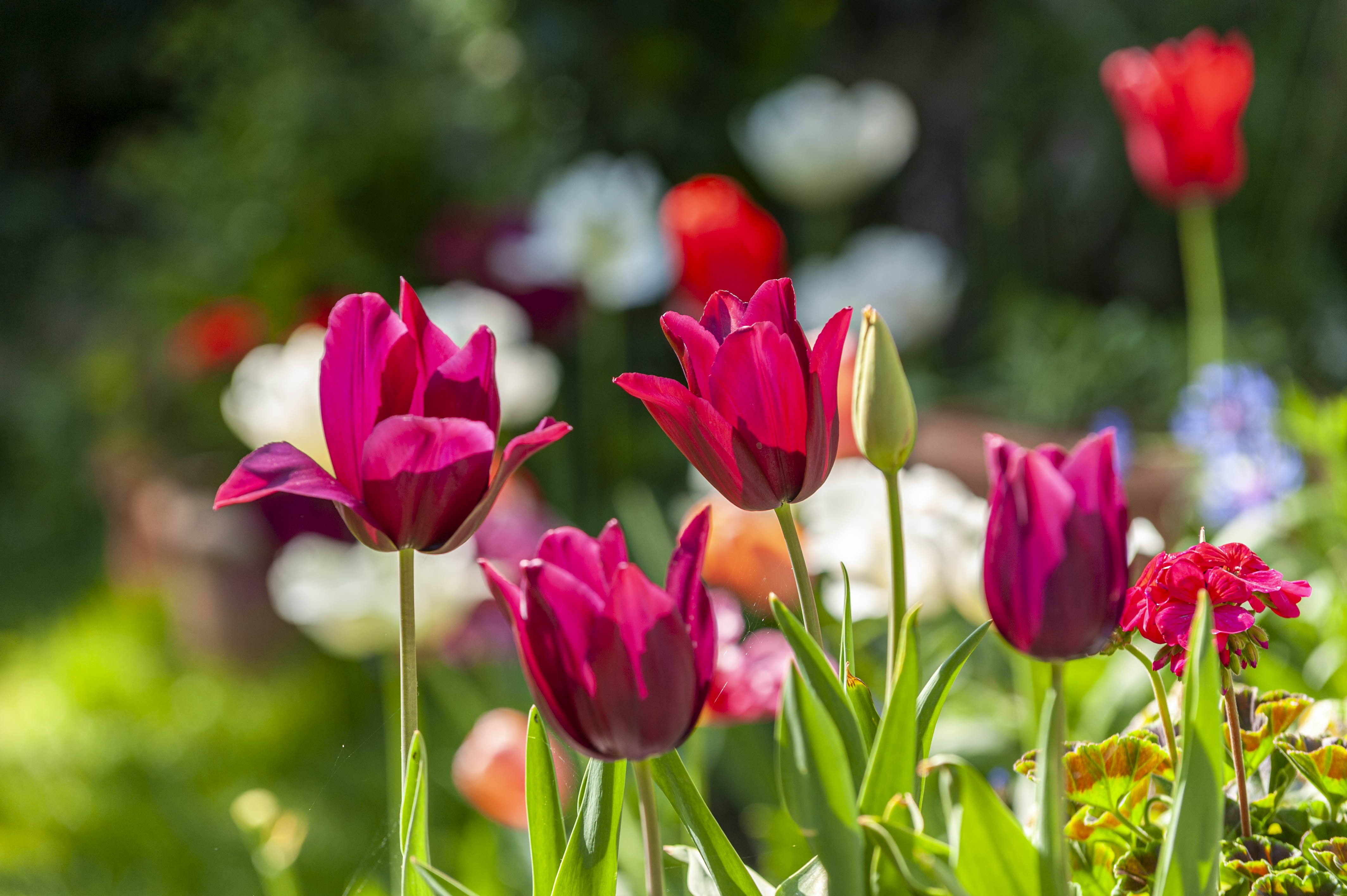Tulips in the sun