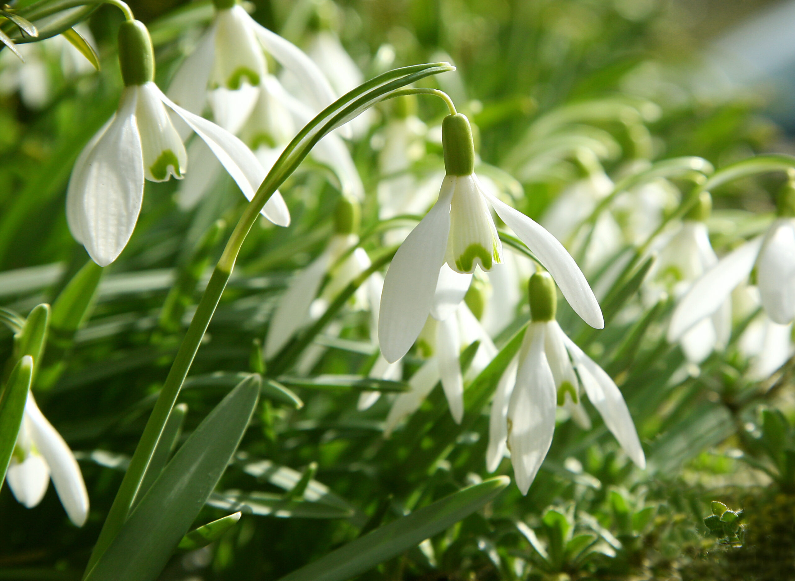 Snowdrops in spring sunlight