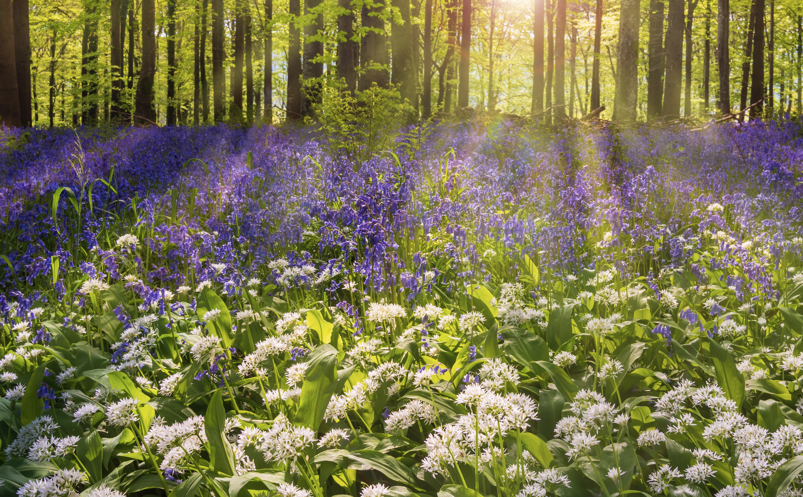 Bluebells and wild garlic in a woodland with sunlight