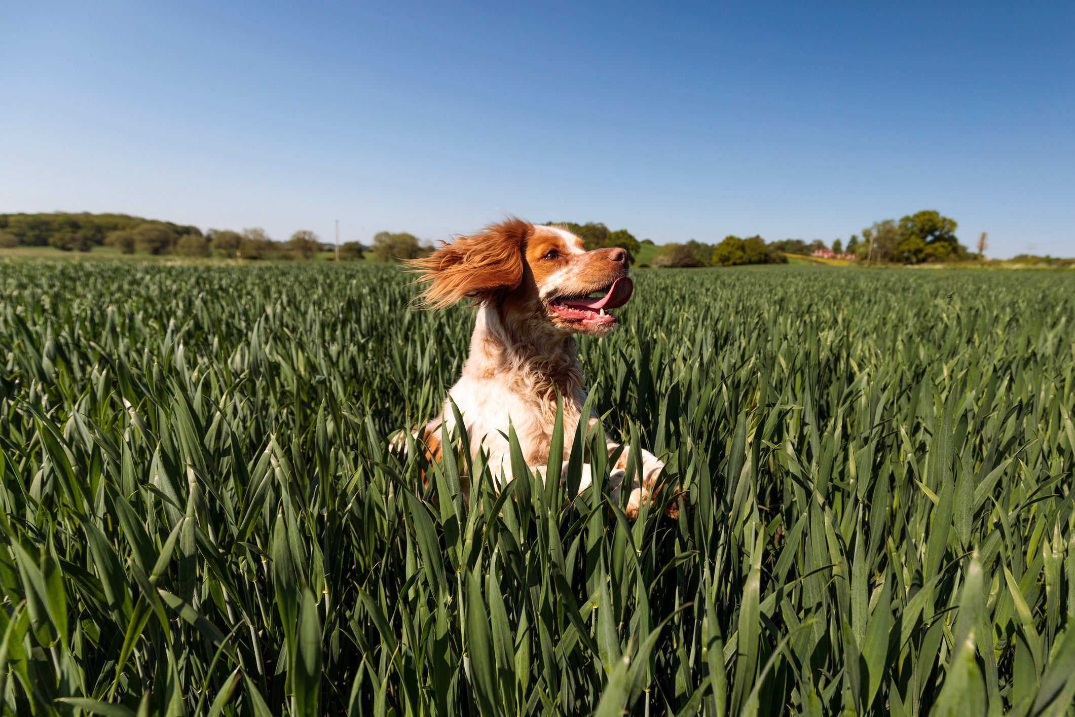 A cocker spaniel playing in a field