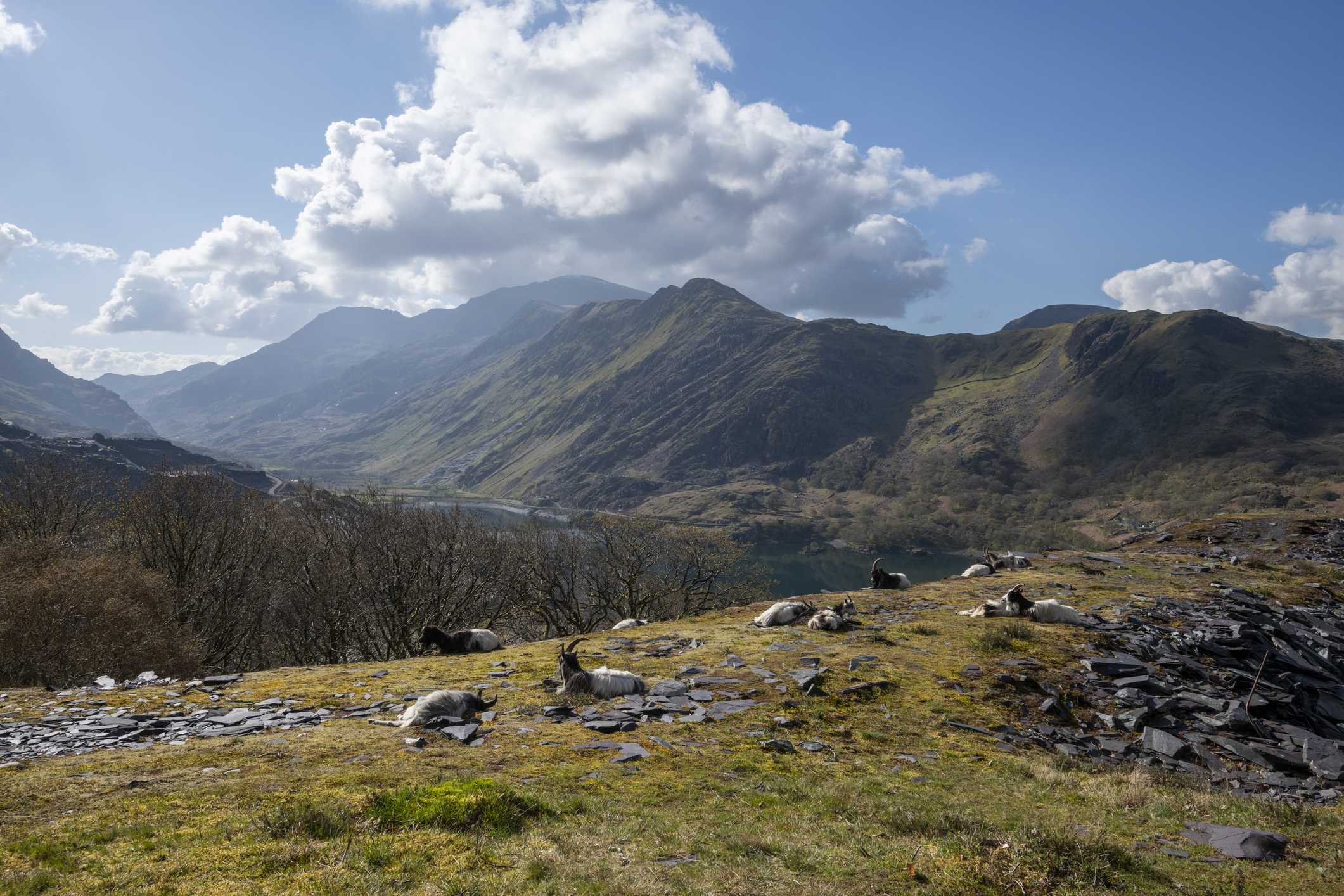 Wild goats resting on a hilltop in Snowdonia, Wales
