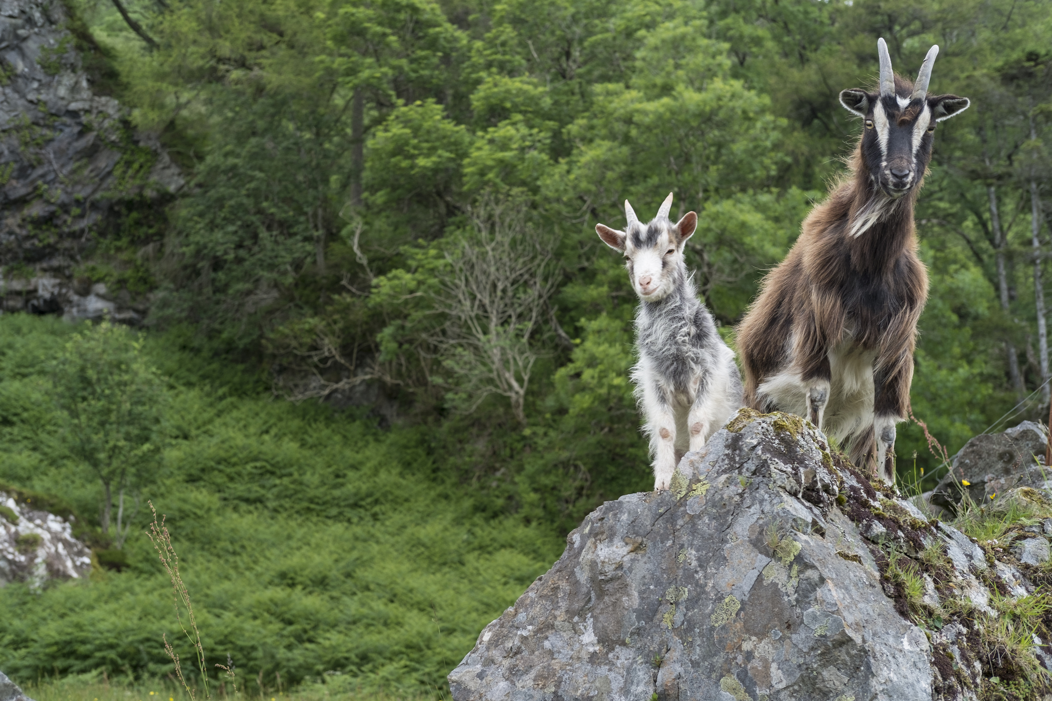 Two wild goats sat on top of a hilltop