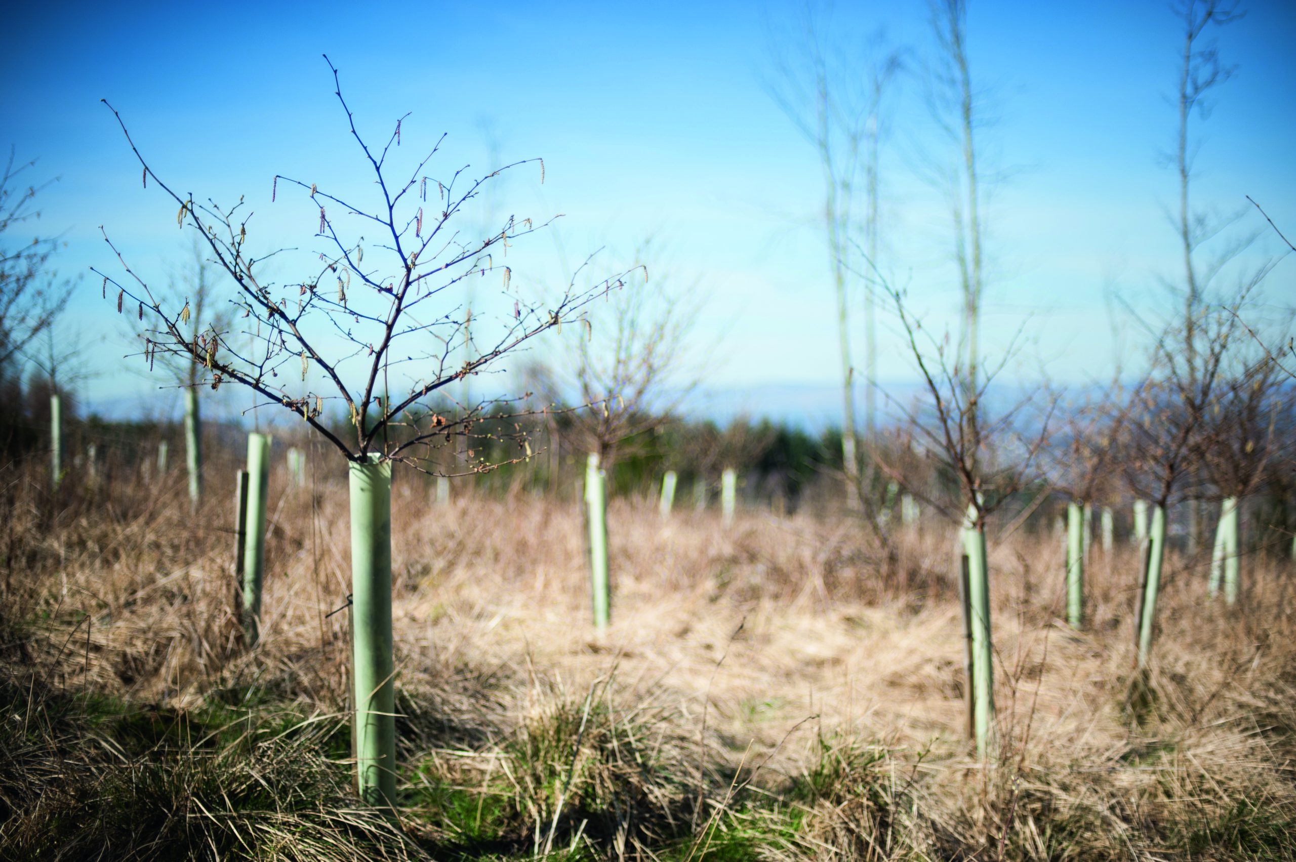 A set of tree saplings that have been planted in a field