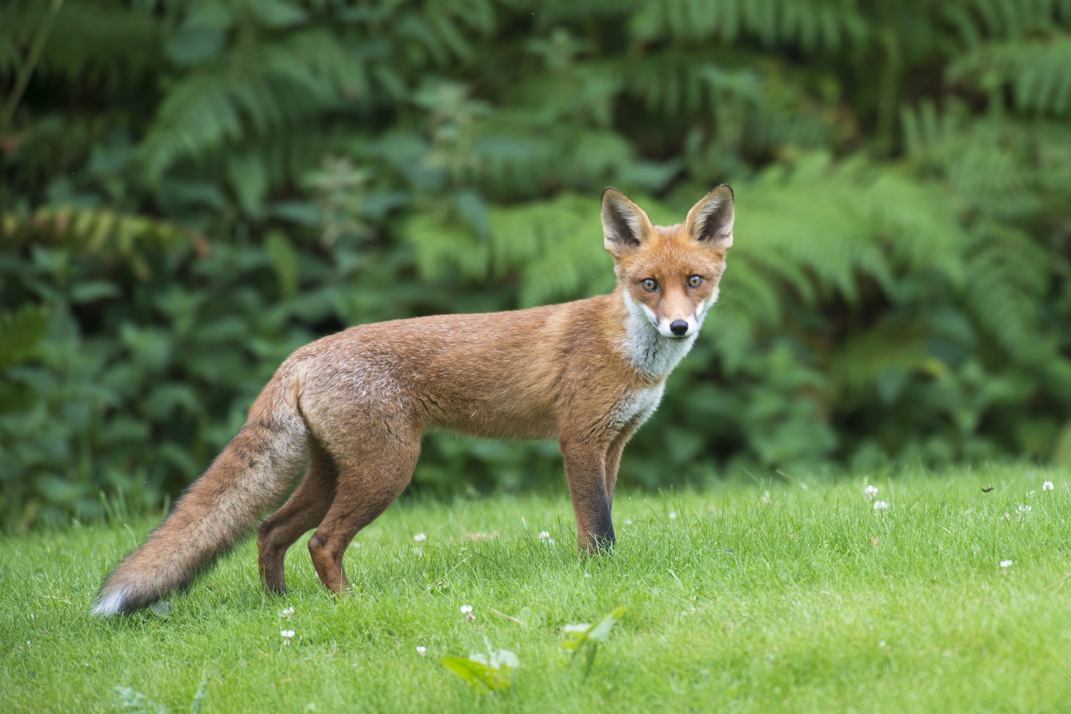 A red fox stares at the camera 