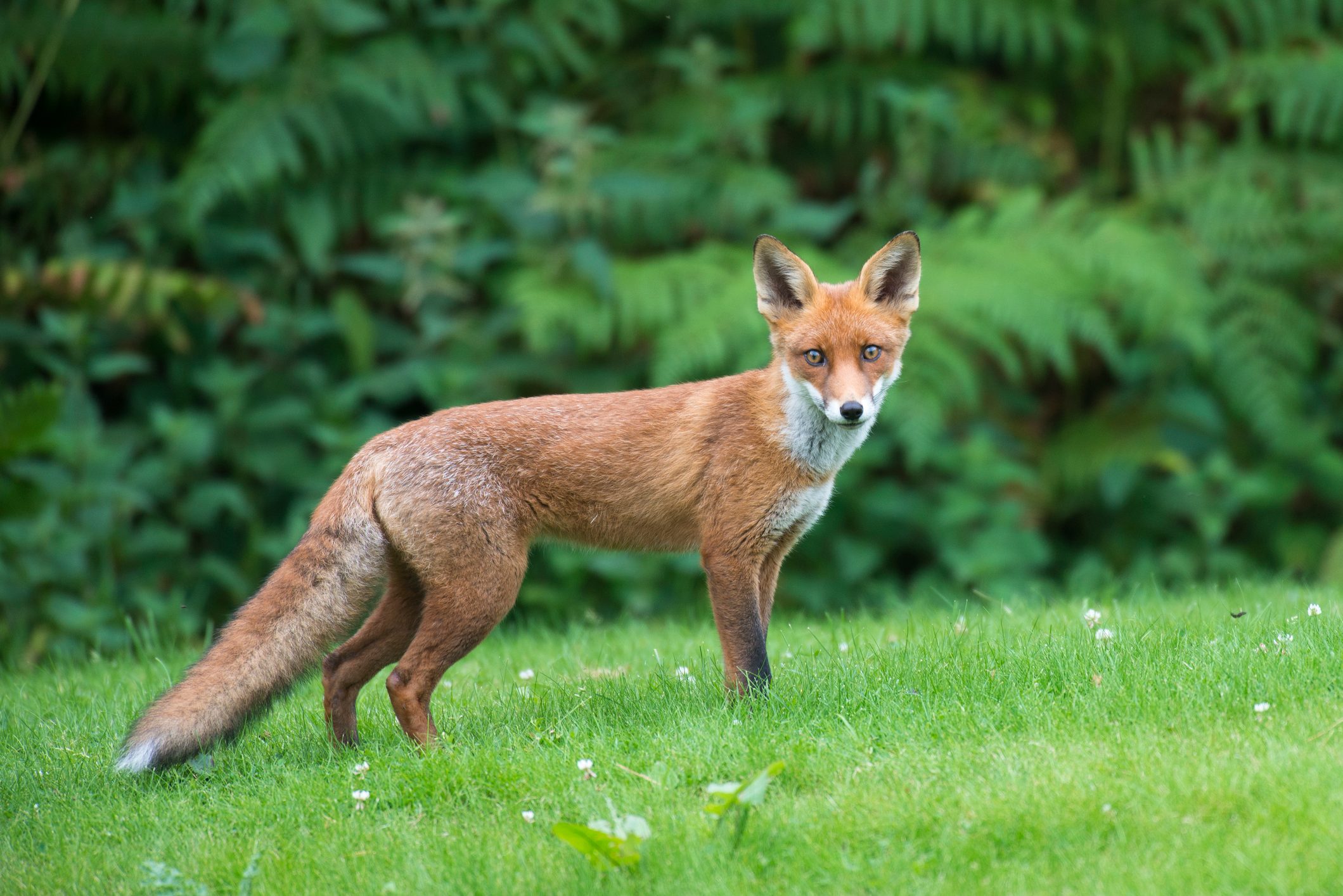 A red fox stares at the camera