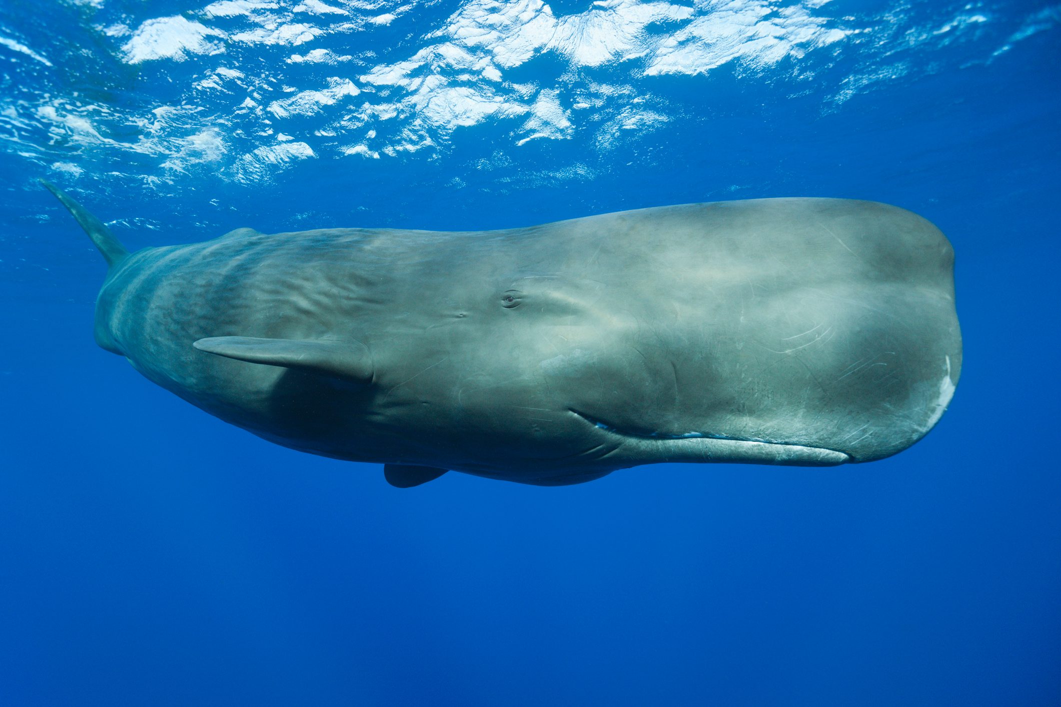 A sperm whale in the sea