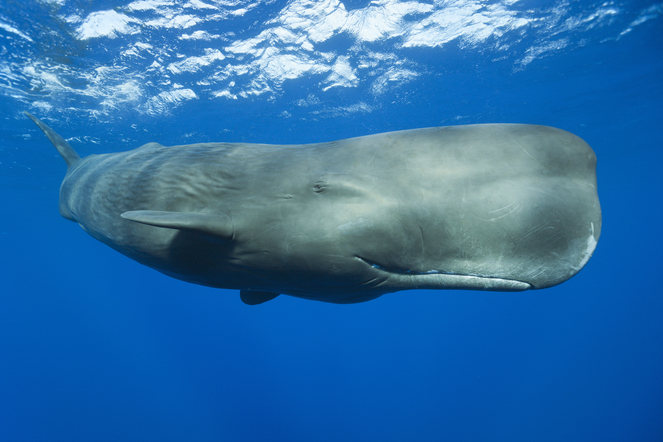 A sperm whale in the sea