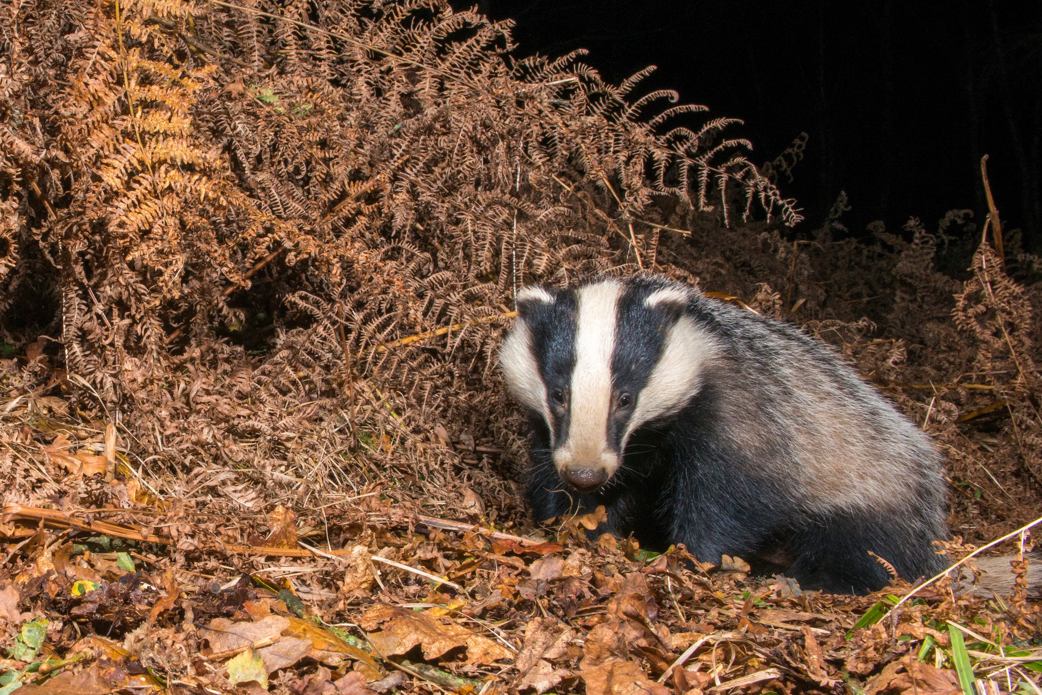European badger (Meles meles) in autumnal oak woods