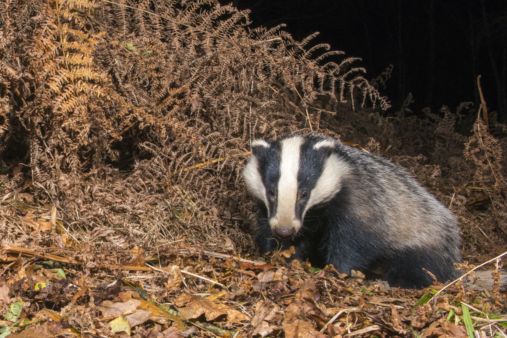 European badger (Meles meles) in autumnal oak woods