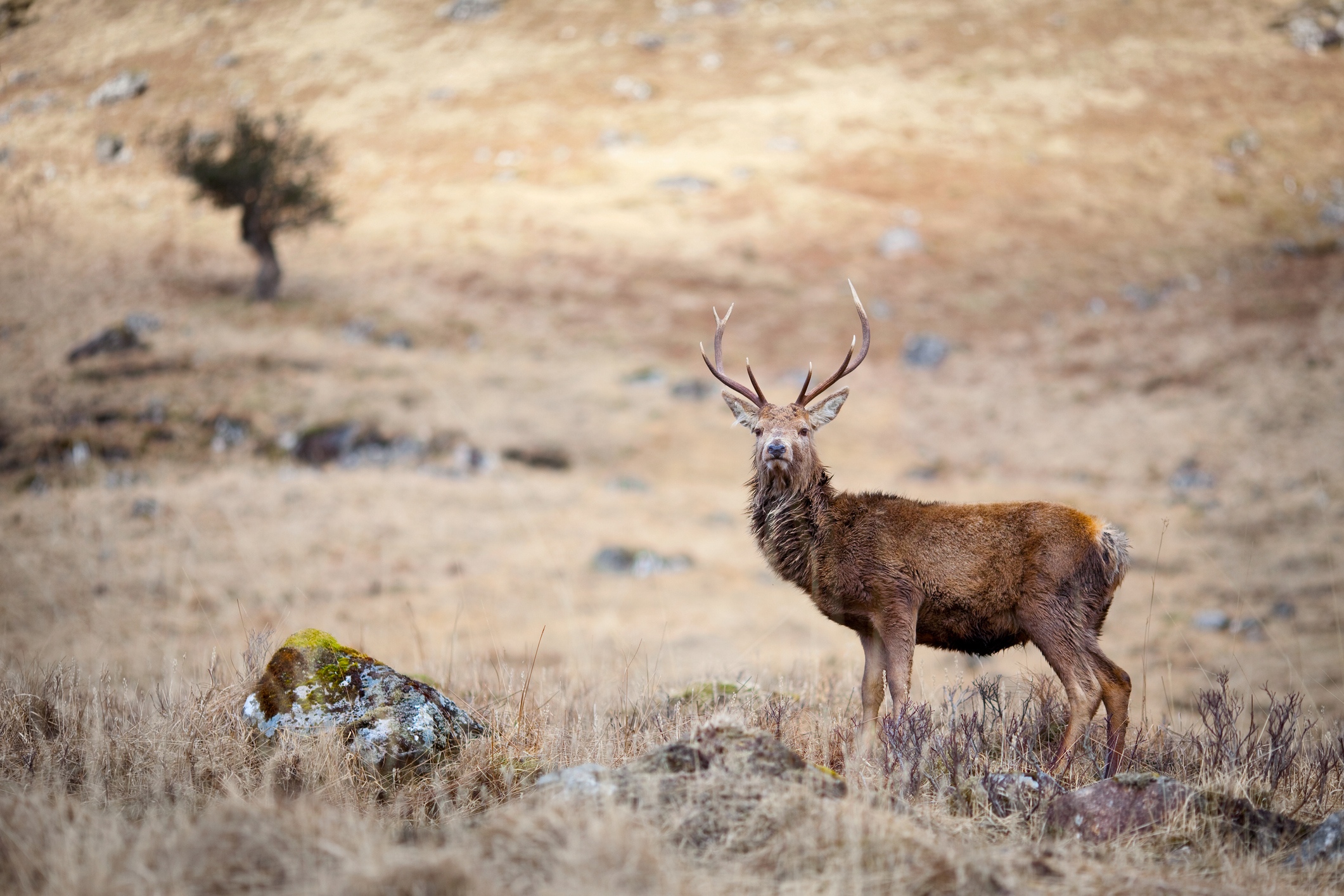 A Red Deer Stag taken in Glen Etive, Scotland.