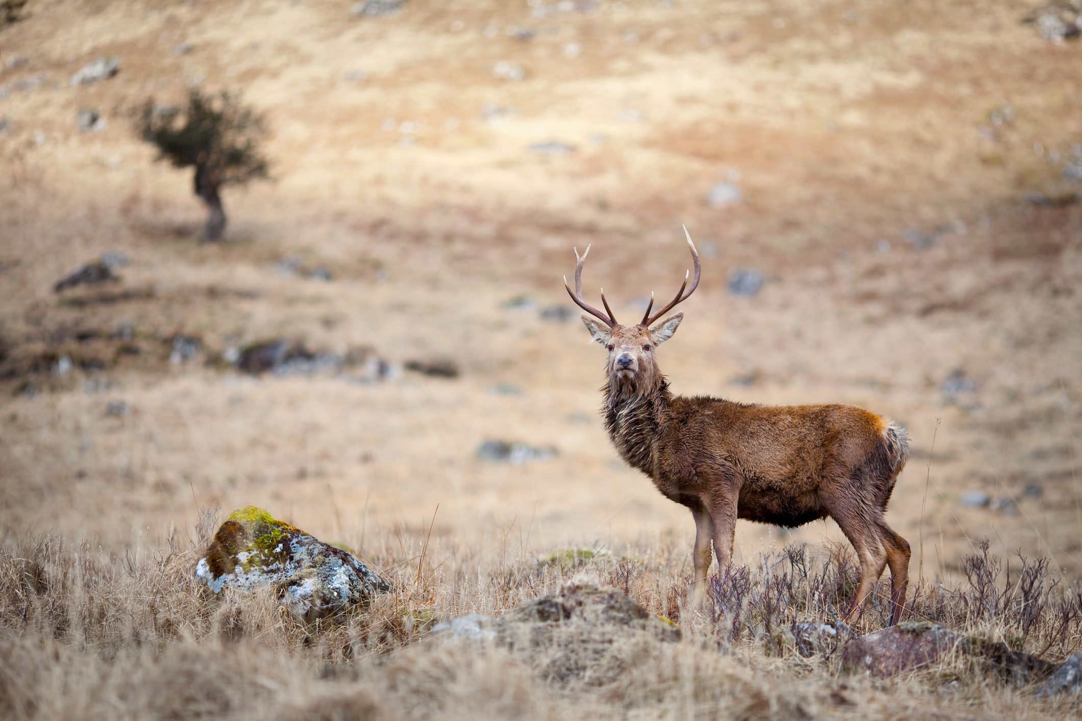 A Red Deer Stag taken in Glen Etive, Scotland.