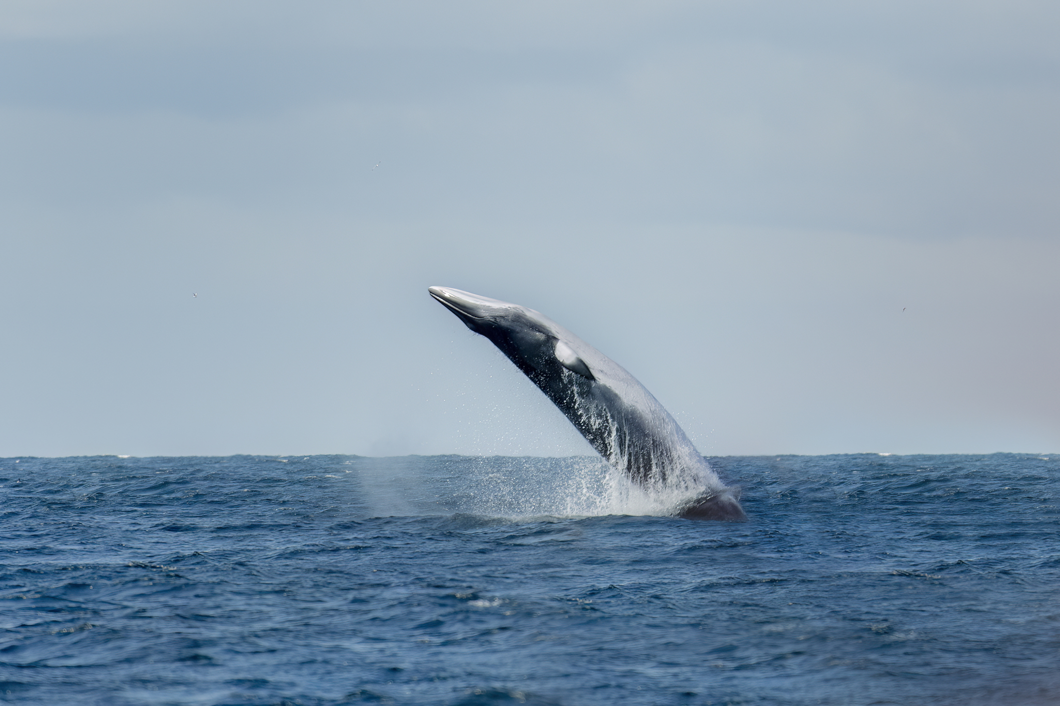 A humpback whale swimming in sea, coming out of the water