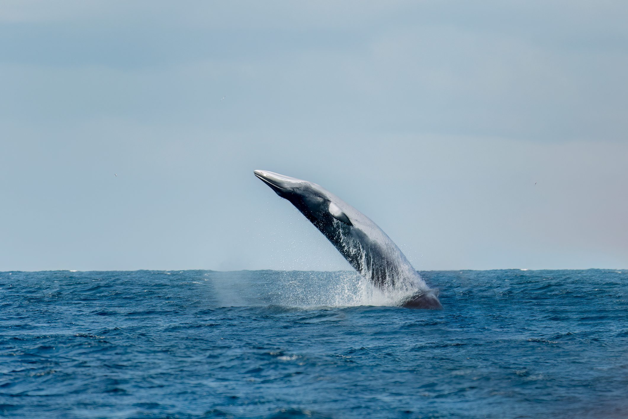 A humpback whale swimming in sea, coming out of the water