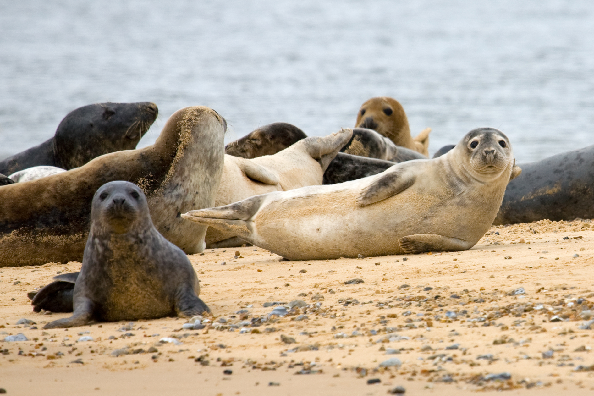 A collection of juvenile common and grey seals on a beach 