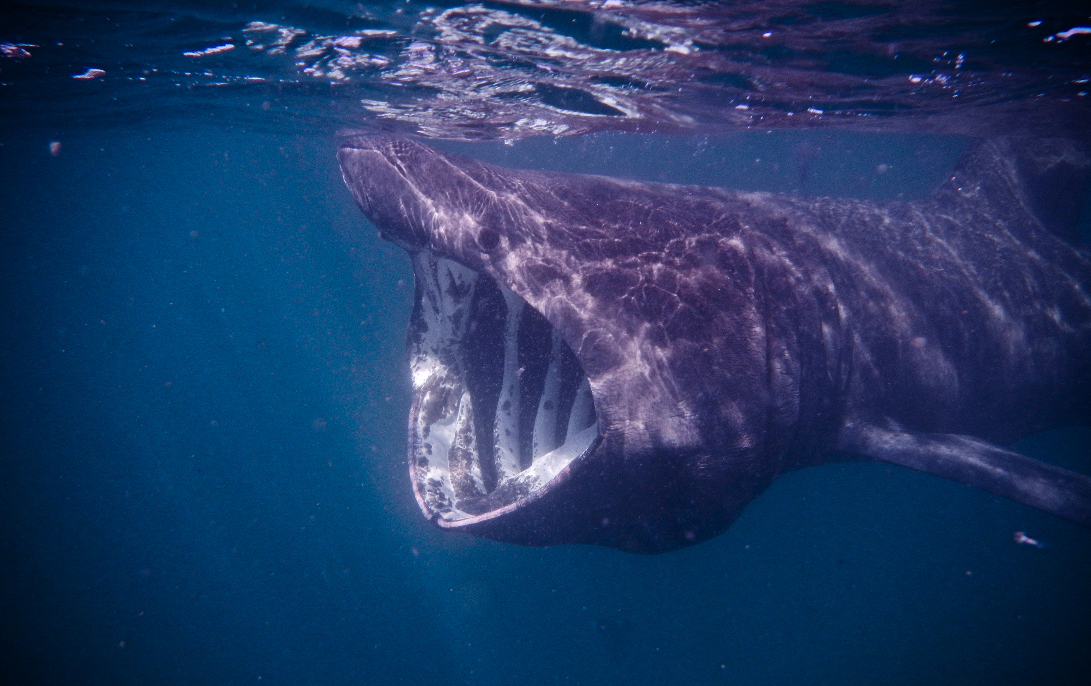 Basking shark opens its mouth wide